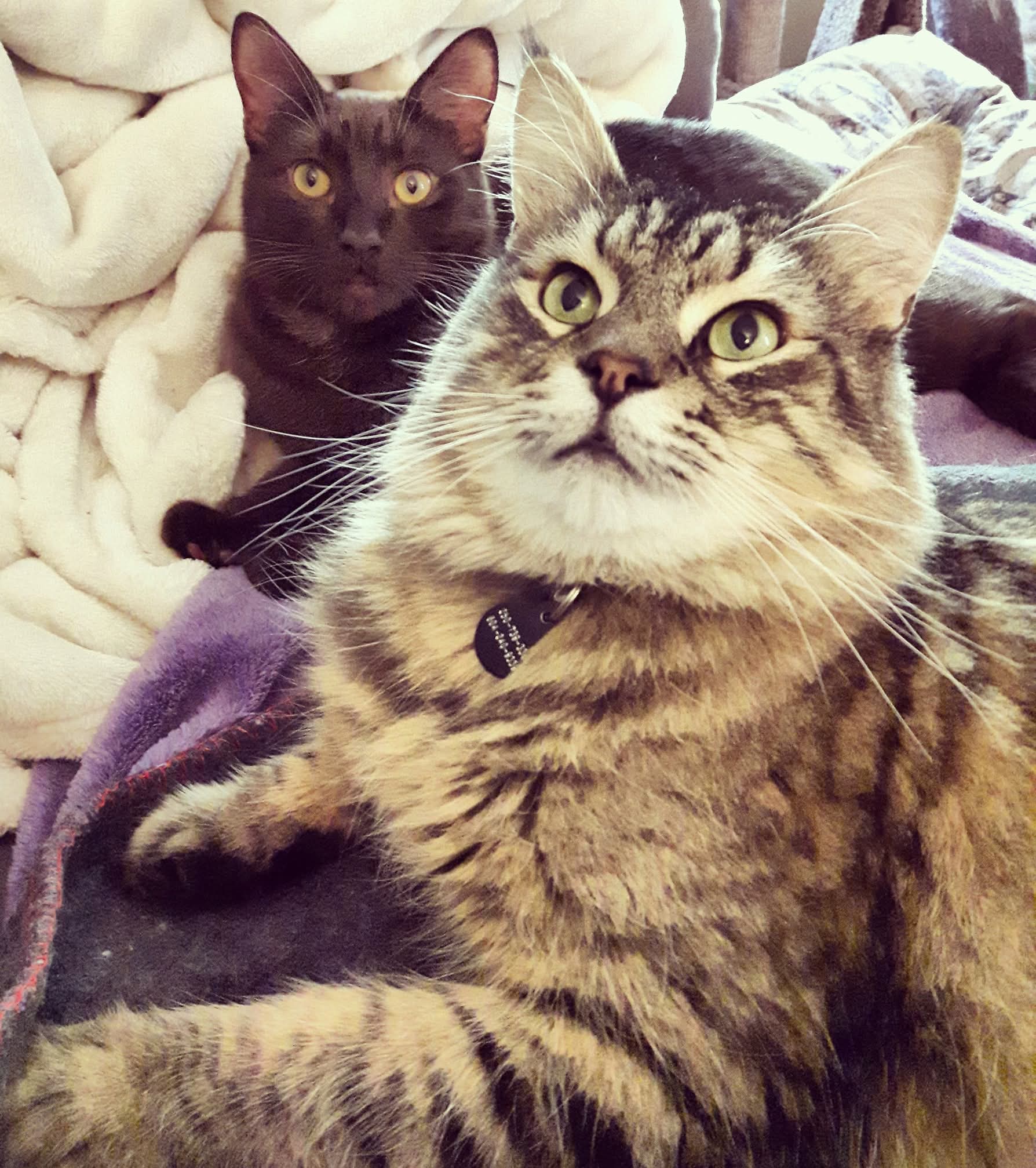 Help Shena & her fur family with Rental costs . campaign photo, 6 of 8
