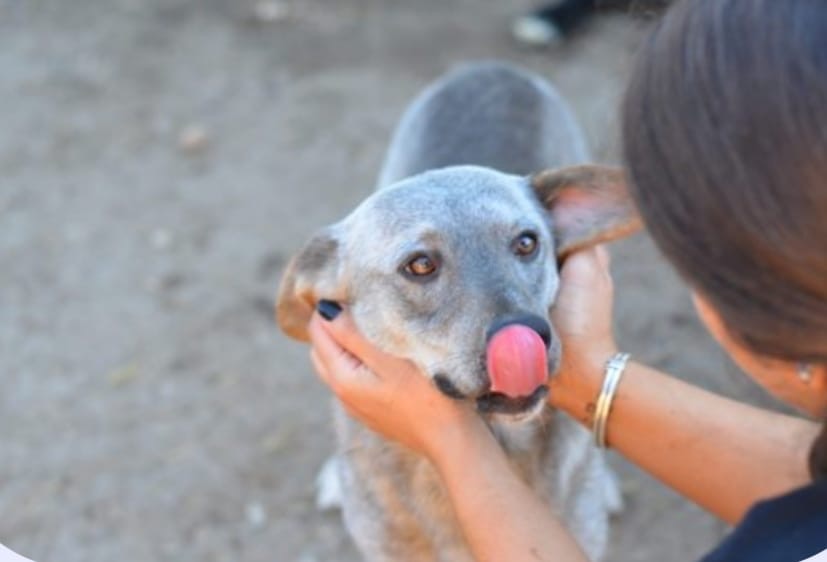 Kälte, Hunger, Hoffnung – 150 Hunde brauchen deine Hilfe campaign photo, 2 of 7