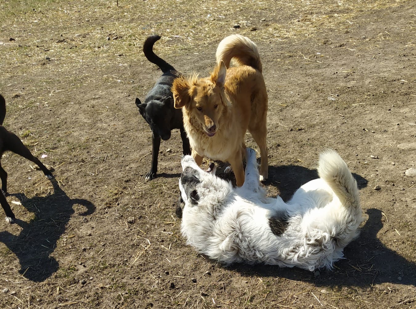 Kälte, Hunger, Hoffnung – 150 Hunde brauchen deine Hilfe campaign photo, 5 of 7