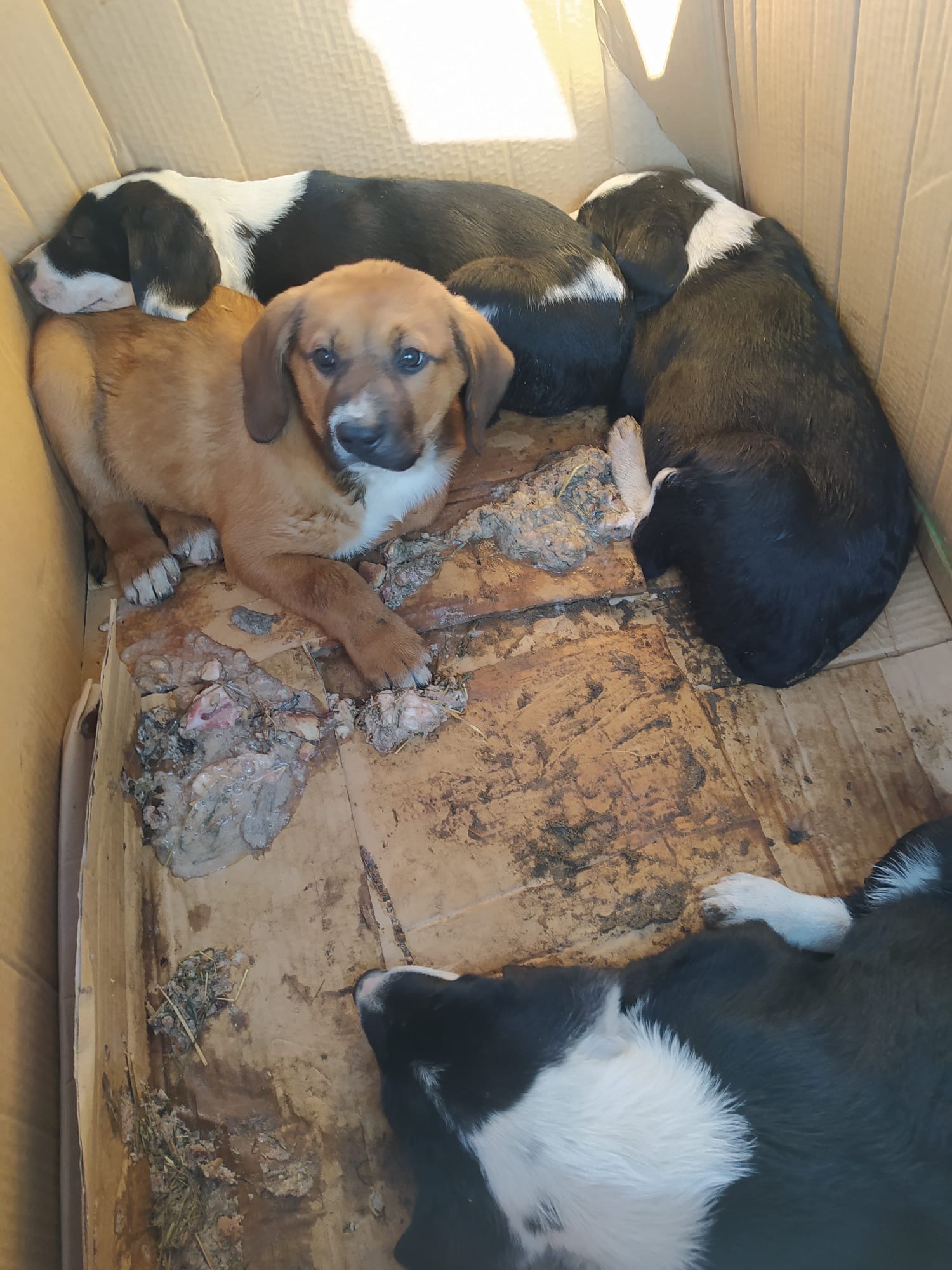 Kälte, Hunger, Hoffnung – 150 Hunde brauchen deine Hilfe campaign photo, 4 of 7