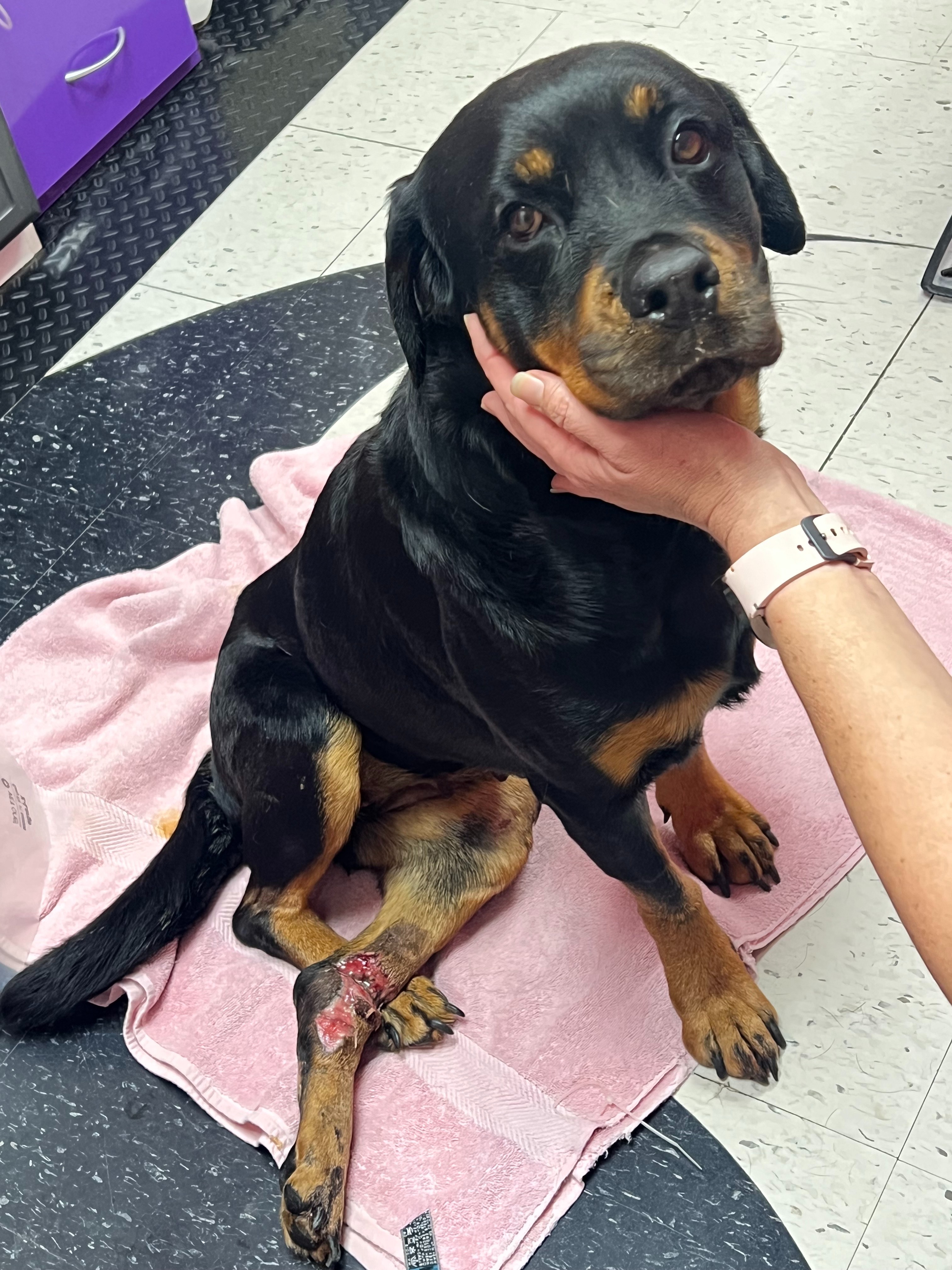 Give Chica a Second Chance at Life campaign photo, 1 of 2