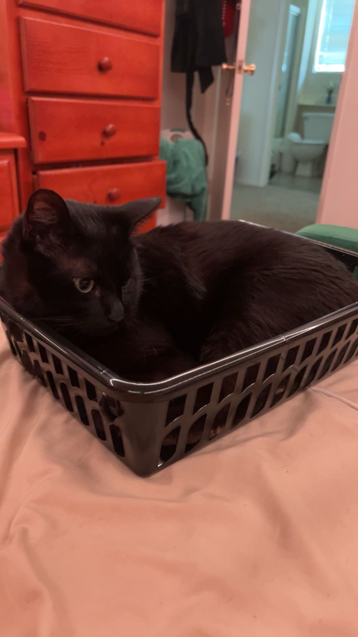 Donate to Save Bowie: Emergency Vet Bills campaign photo, 7 of 8