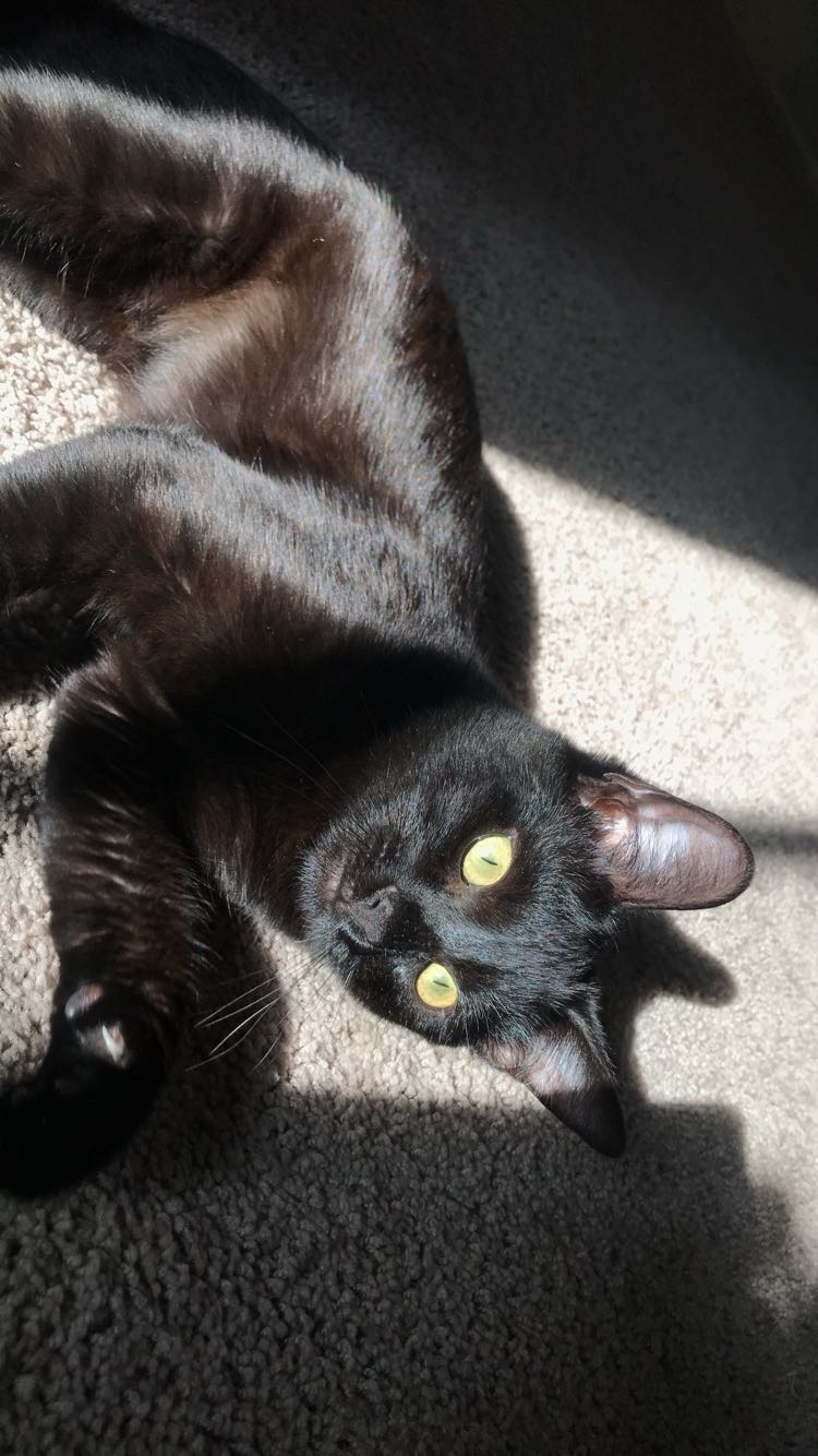 Donate to Save Bowie: Emergency Vet Bills campaign photo, 4 of 8