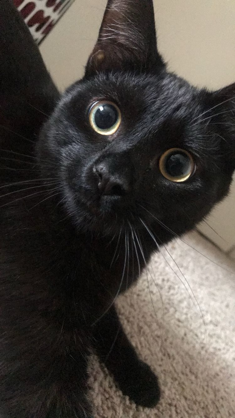 Donate to Save Bowie: Emergency Vet Bills campaign photo, 6 of 8