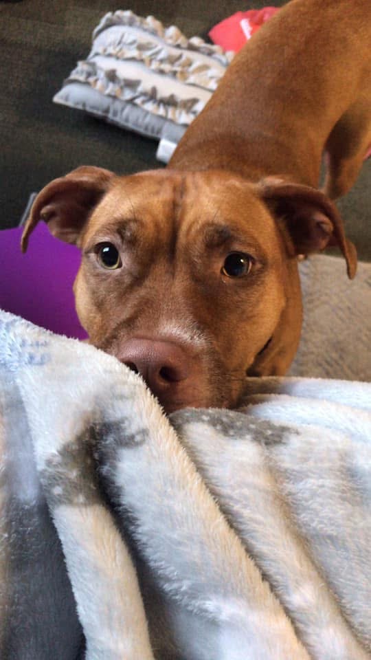 Help Stella Get Lifesaving Surgery campaign photo, 7 of 8