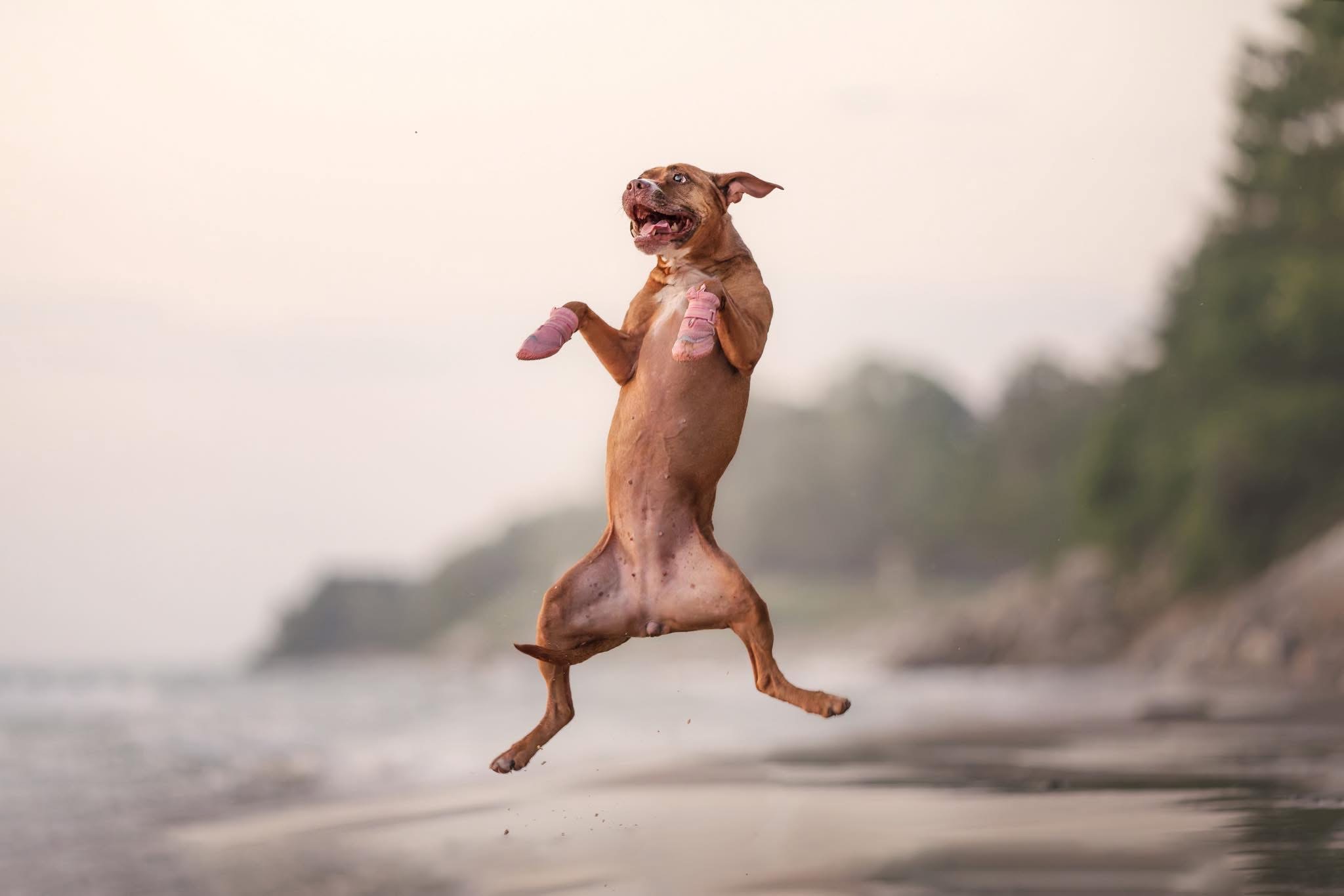 Help Stella Get Lifesaving Surgery campaign photo, 2 of 8