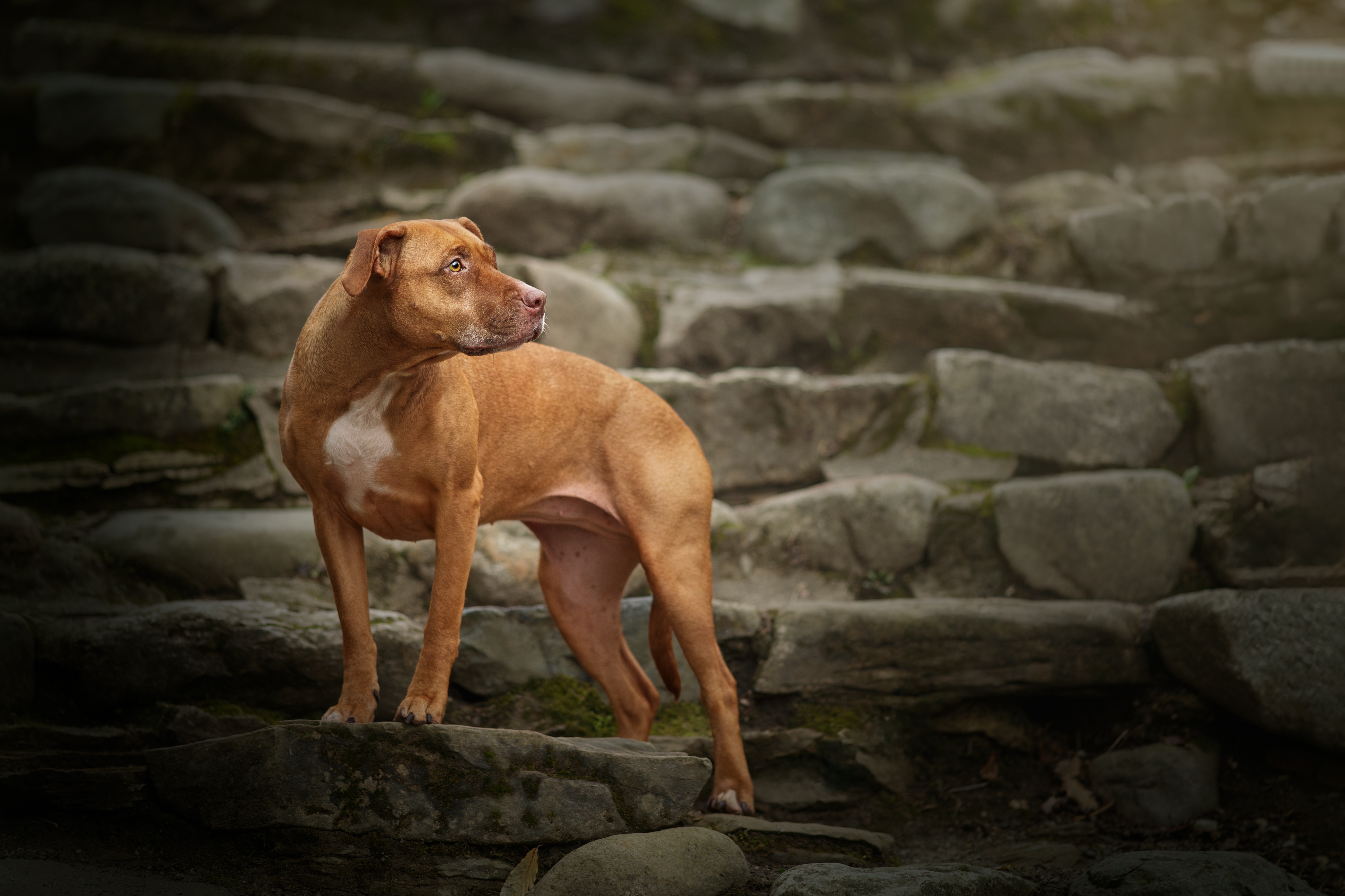 Help Stella Get Lifesaving Surgery campaign photo, 5 of 8