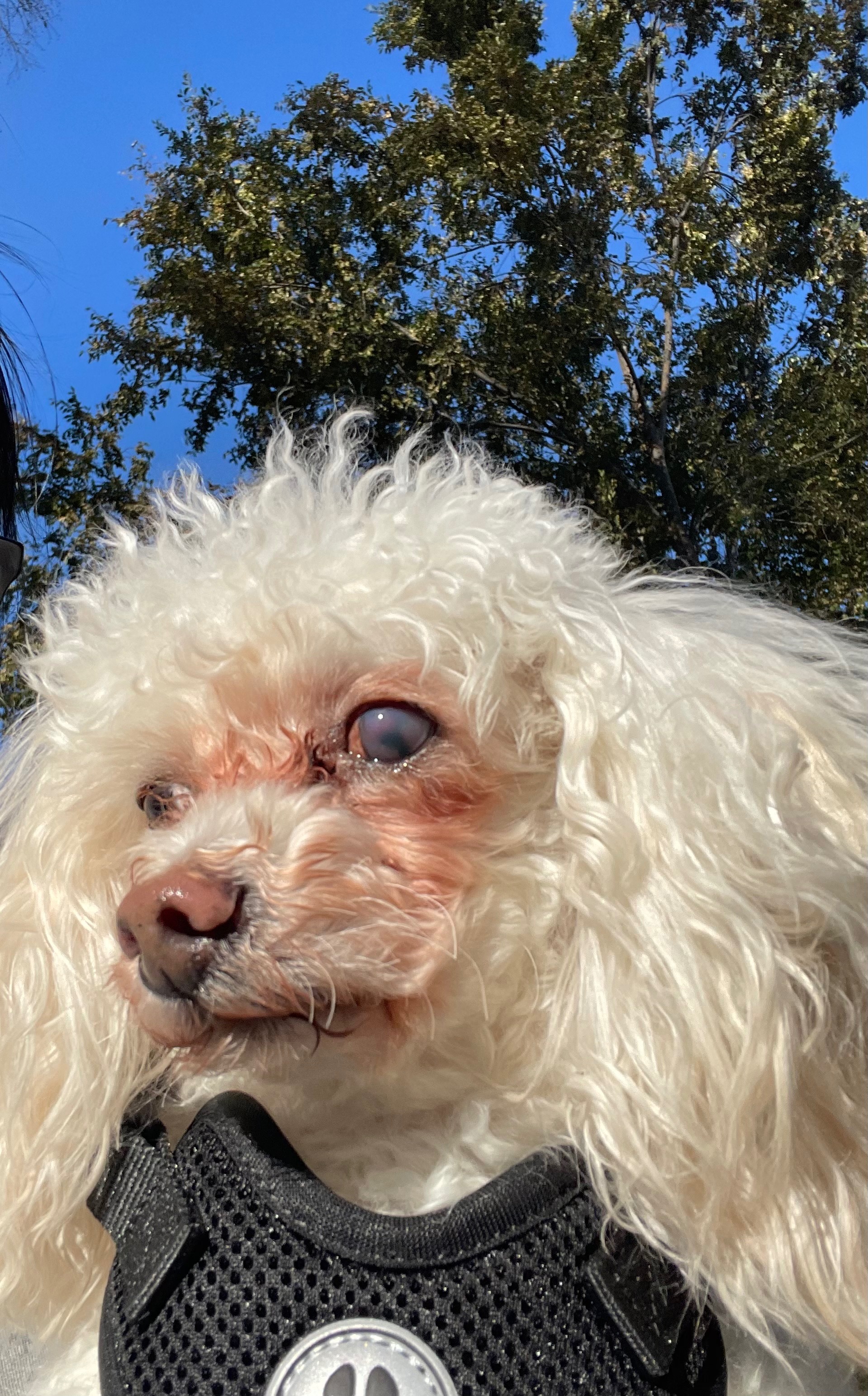 Help Rocky’s Eye removal surgery campaign photo, 2 of 8