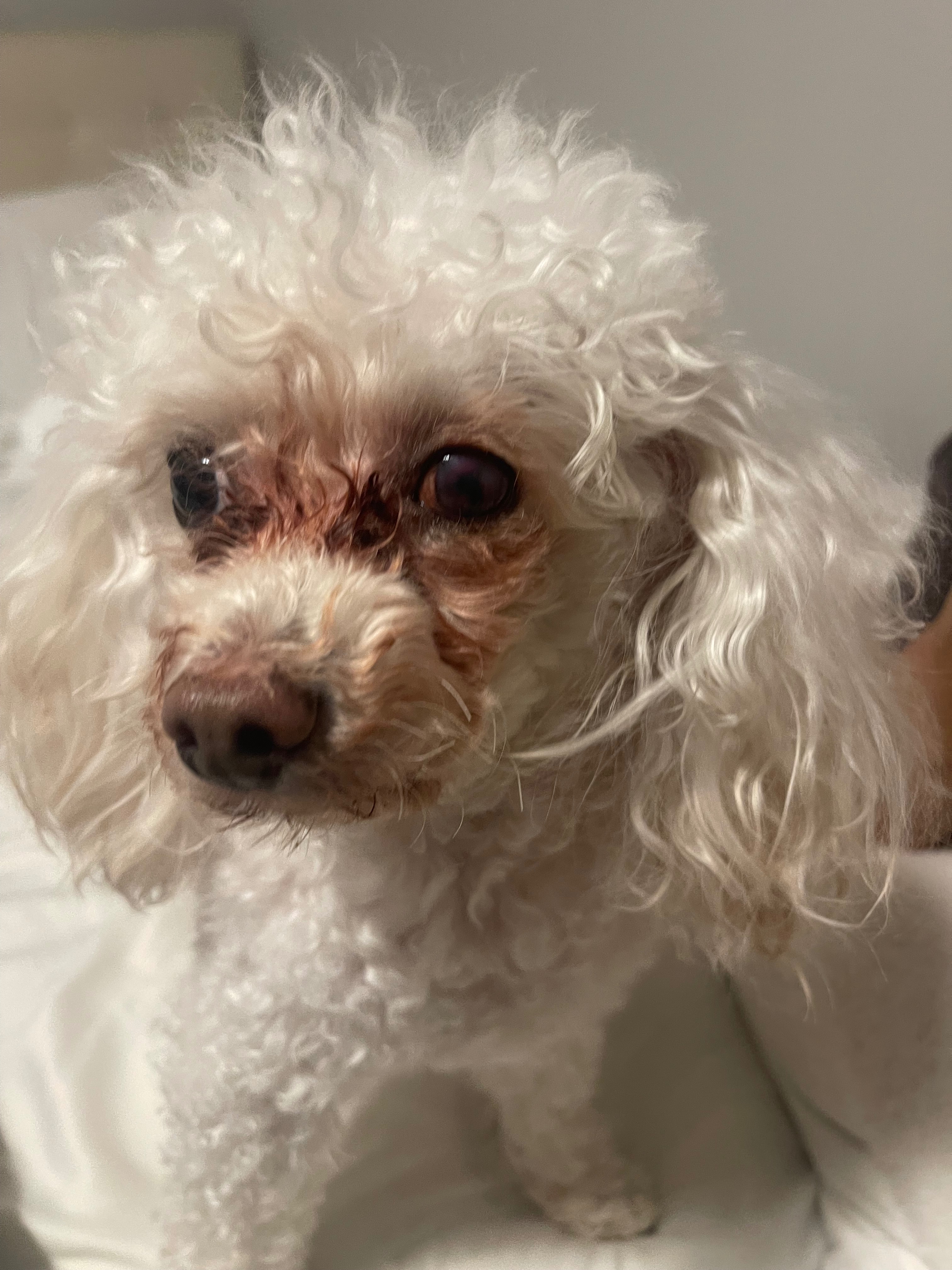 Help Rocky’s Eye removal surgery campaign photo, 7 of 8