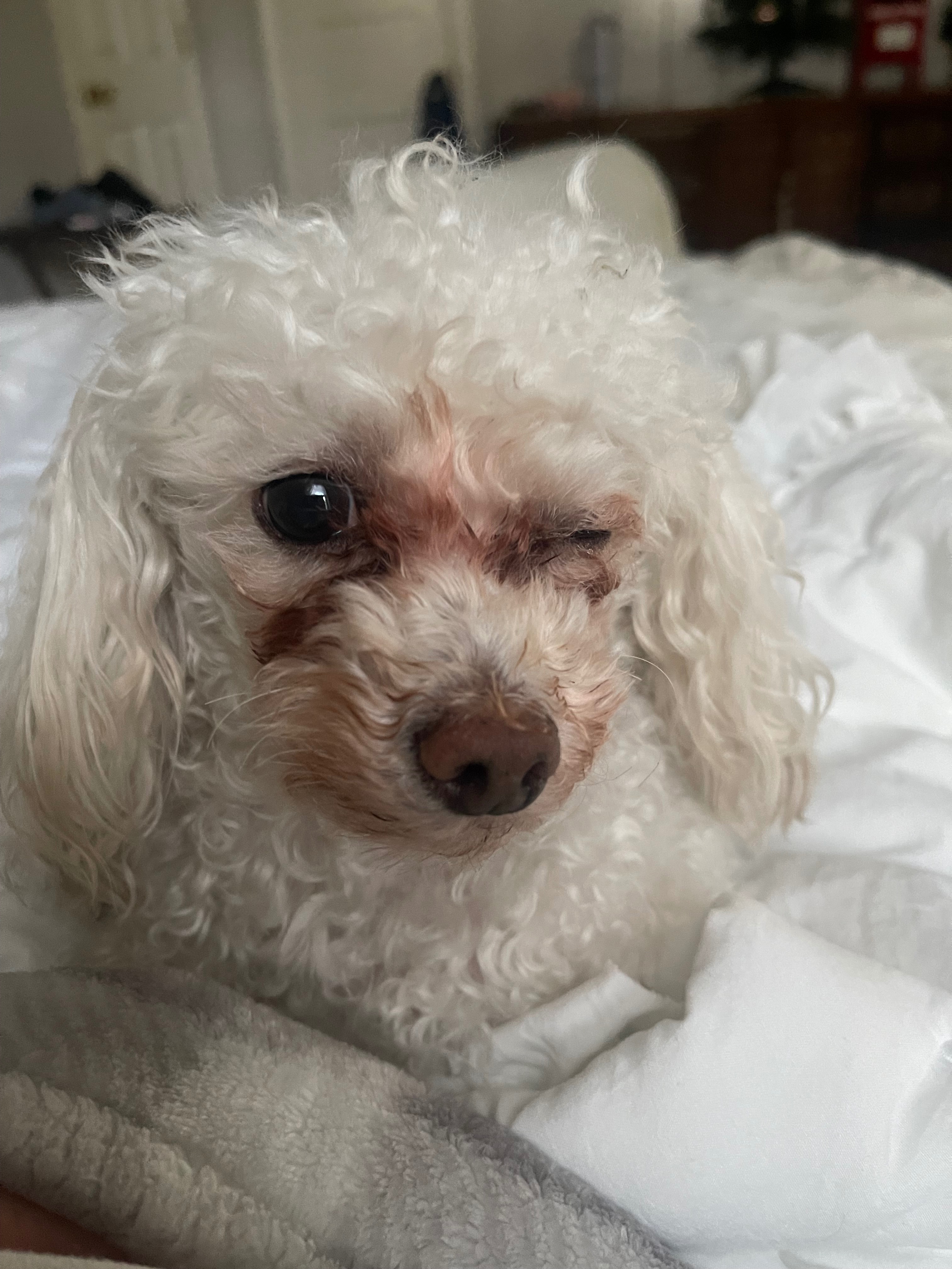 Help Rocky’s Eye removal surgery campaign photo, 6 of 8