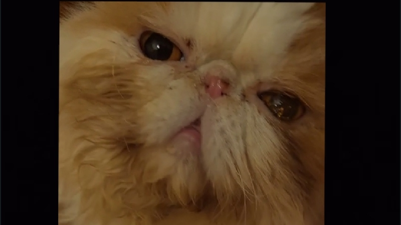 Please Donate To Urgent Help For Sick Teddy Bamse photo