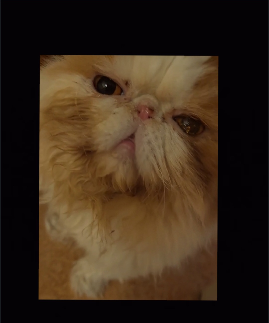 Please Donate To Urgent Help For Sick Teddy Bamse campaign photo, 5 of 7