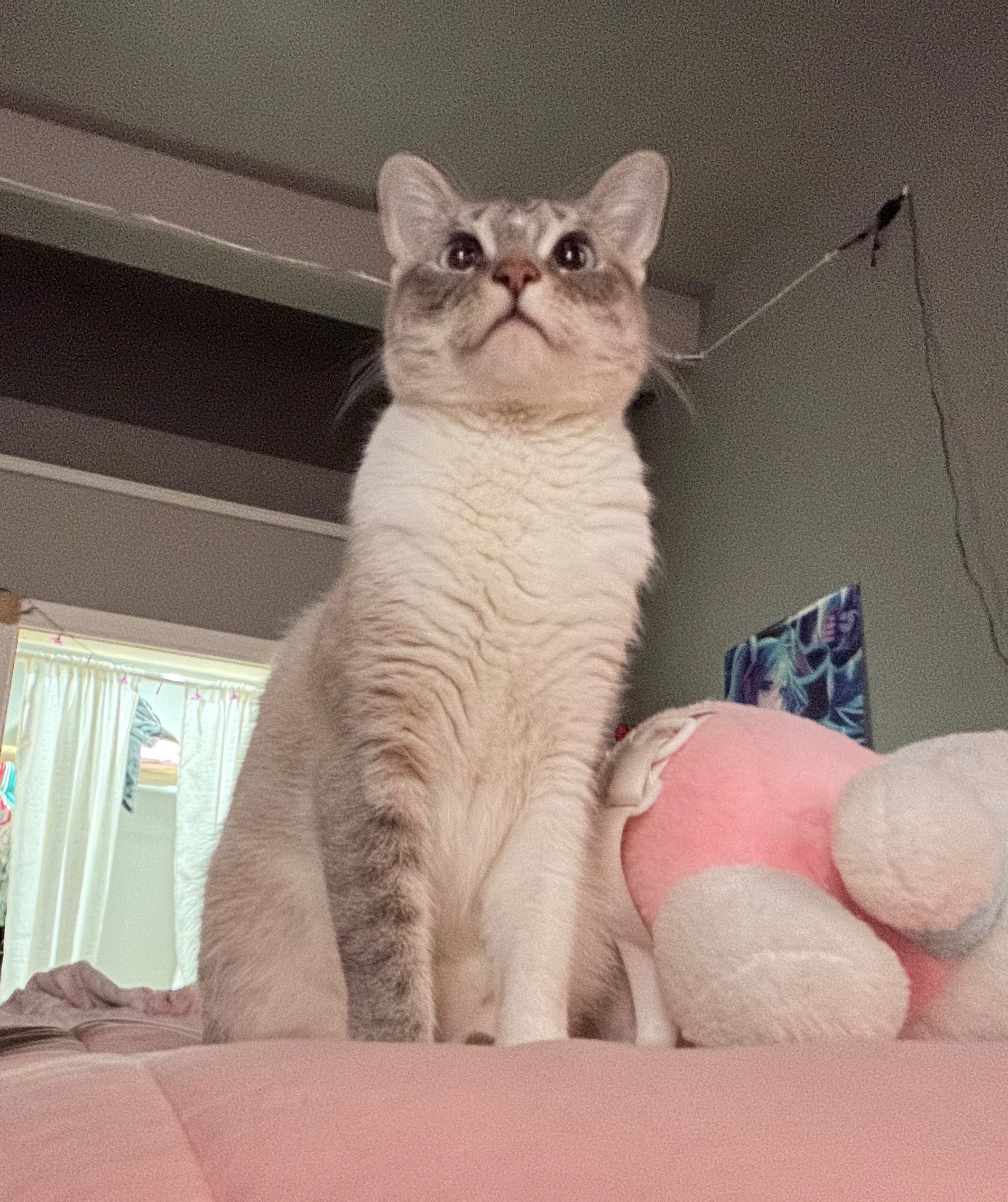Help Pearl Get Her Life-Saving Endoscopy campaign photo, 4 of 4