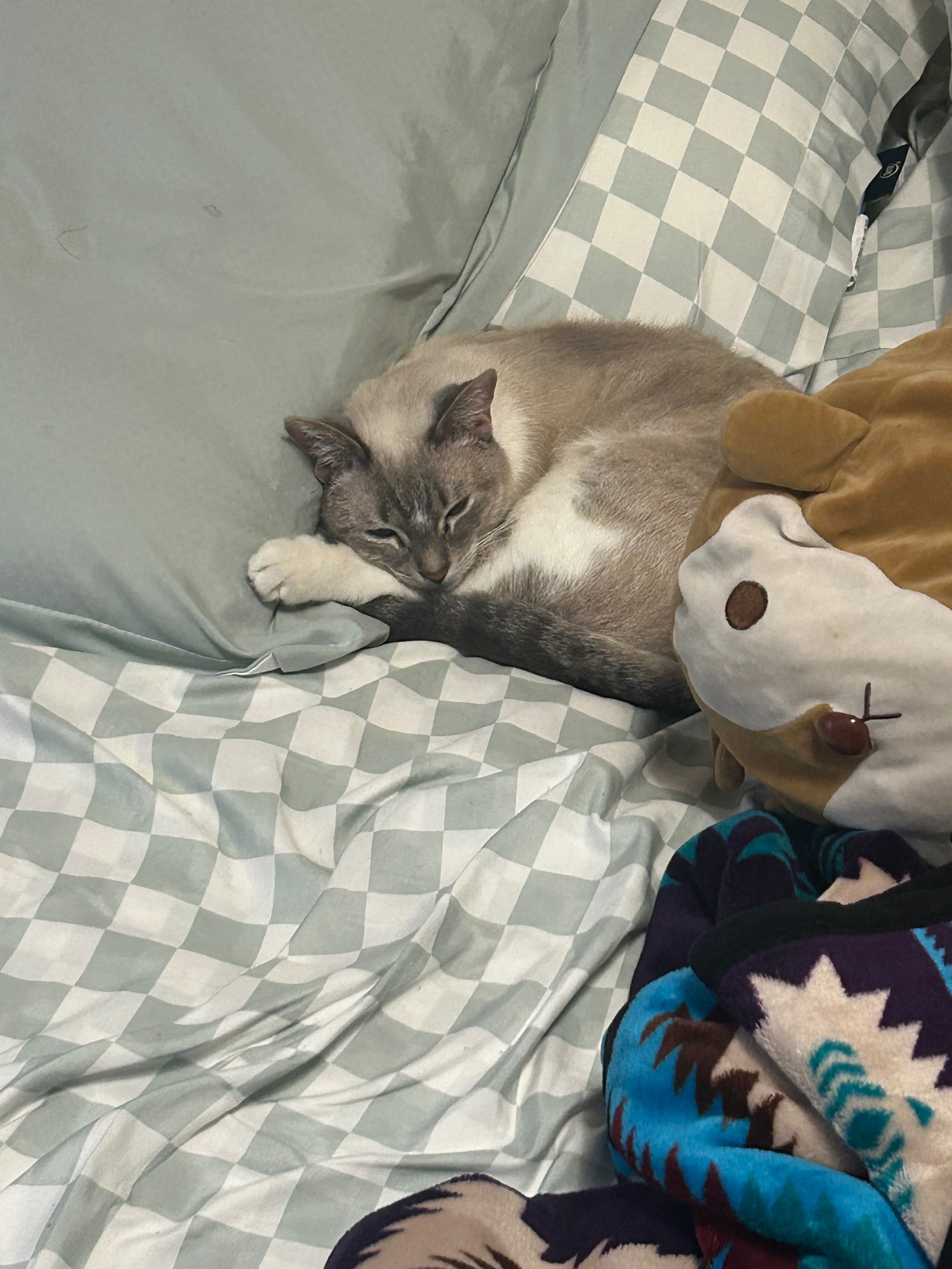 Help Pearl Get Her Life-Saving Endoscopy campaign photo, 2 of 4
