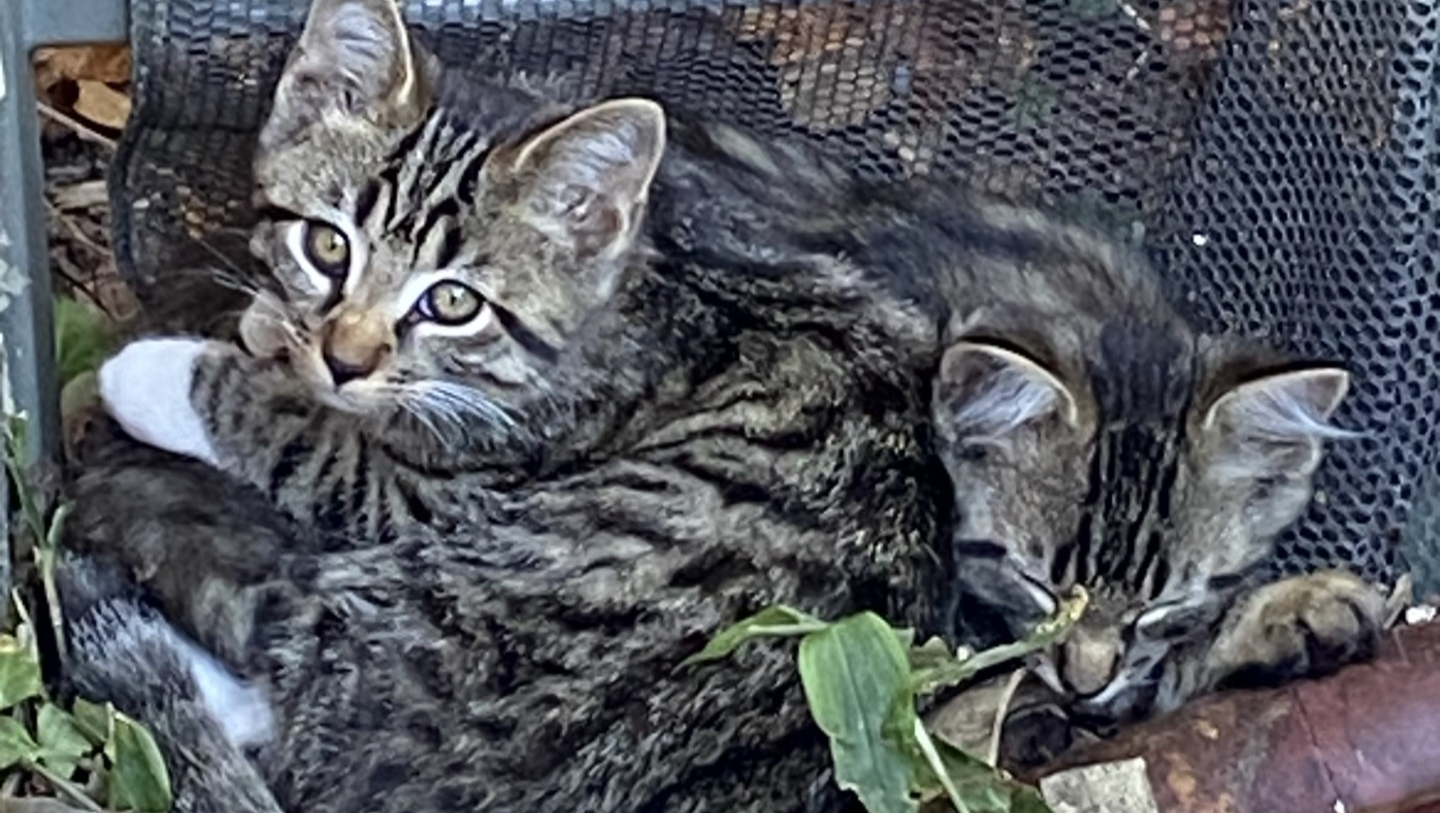 Help Stray Kittens Get Vet Care & Find Loving Homes
