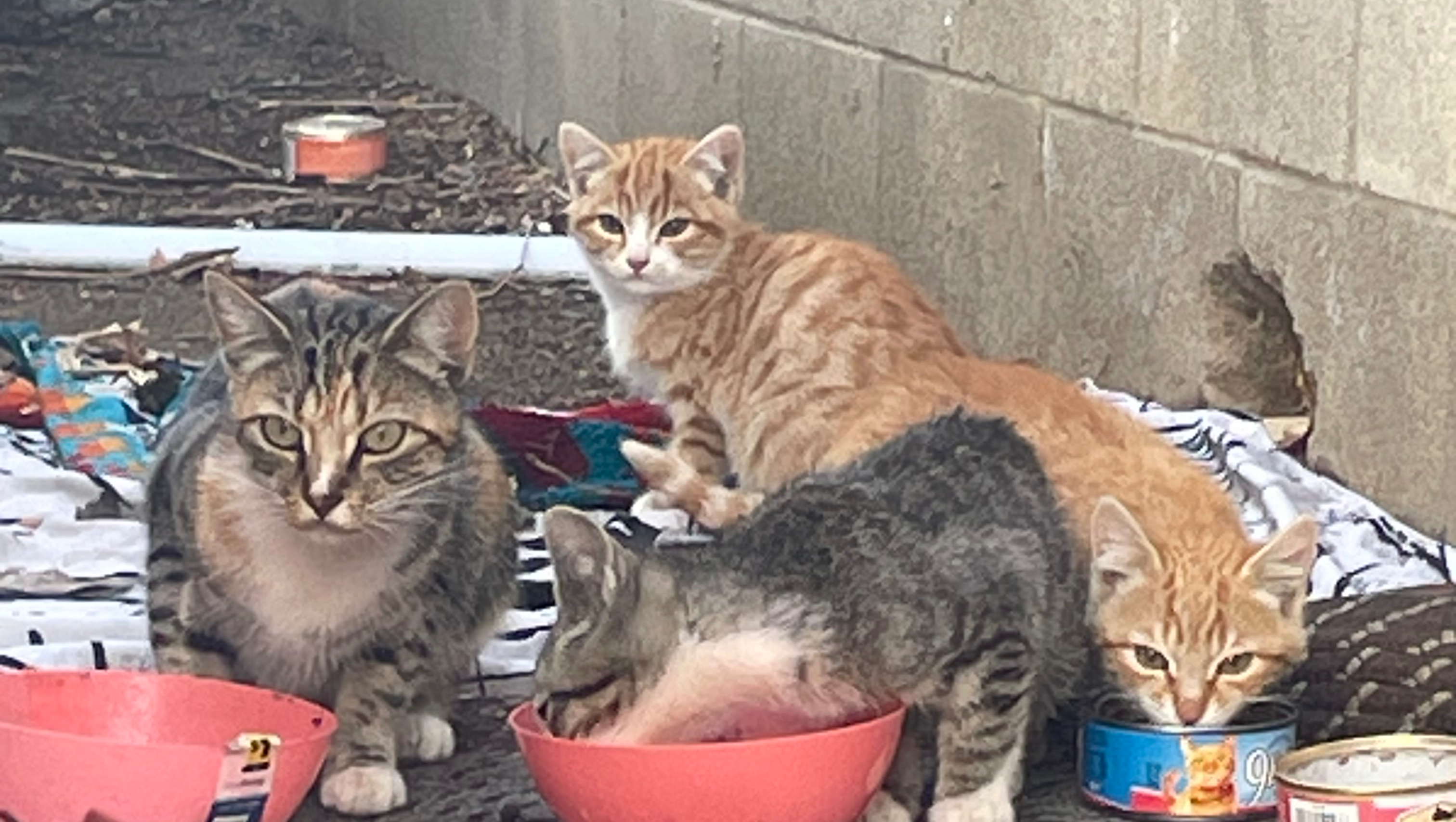 Donate to Give Clara and Her Kittens a Secure Future photo