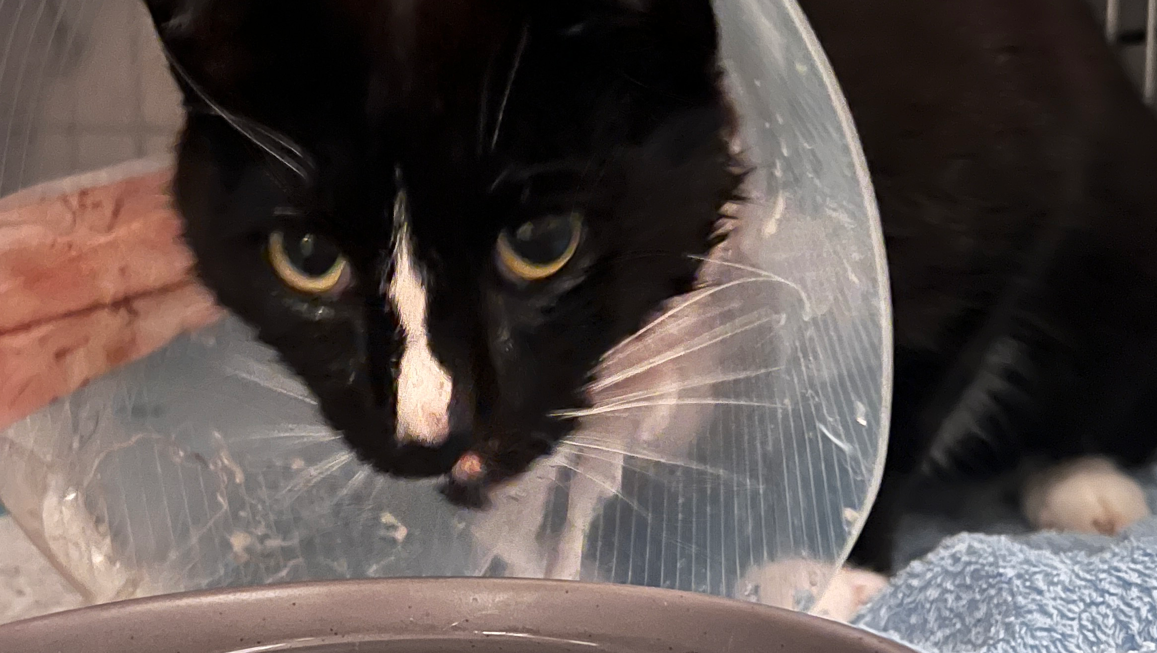 Kater Carlos hatte einen schweren Autounfall photo