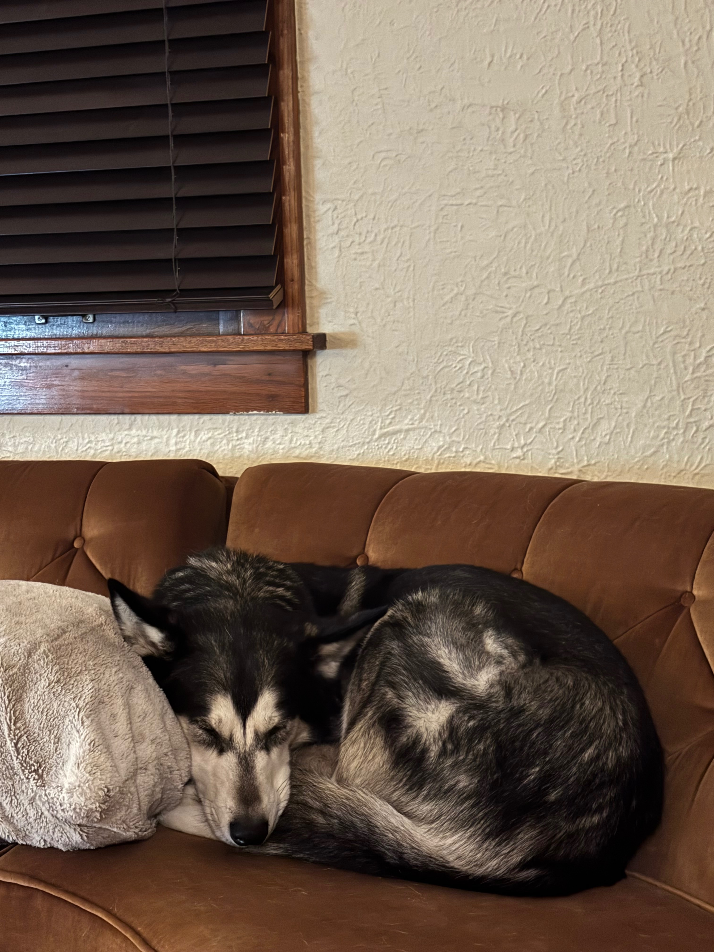 Support Kat and Mako in Finding New Home campaign photo, 4 of 8