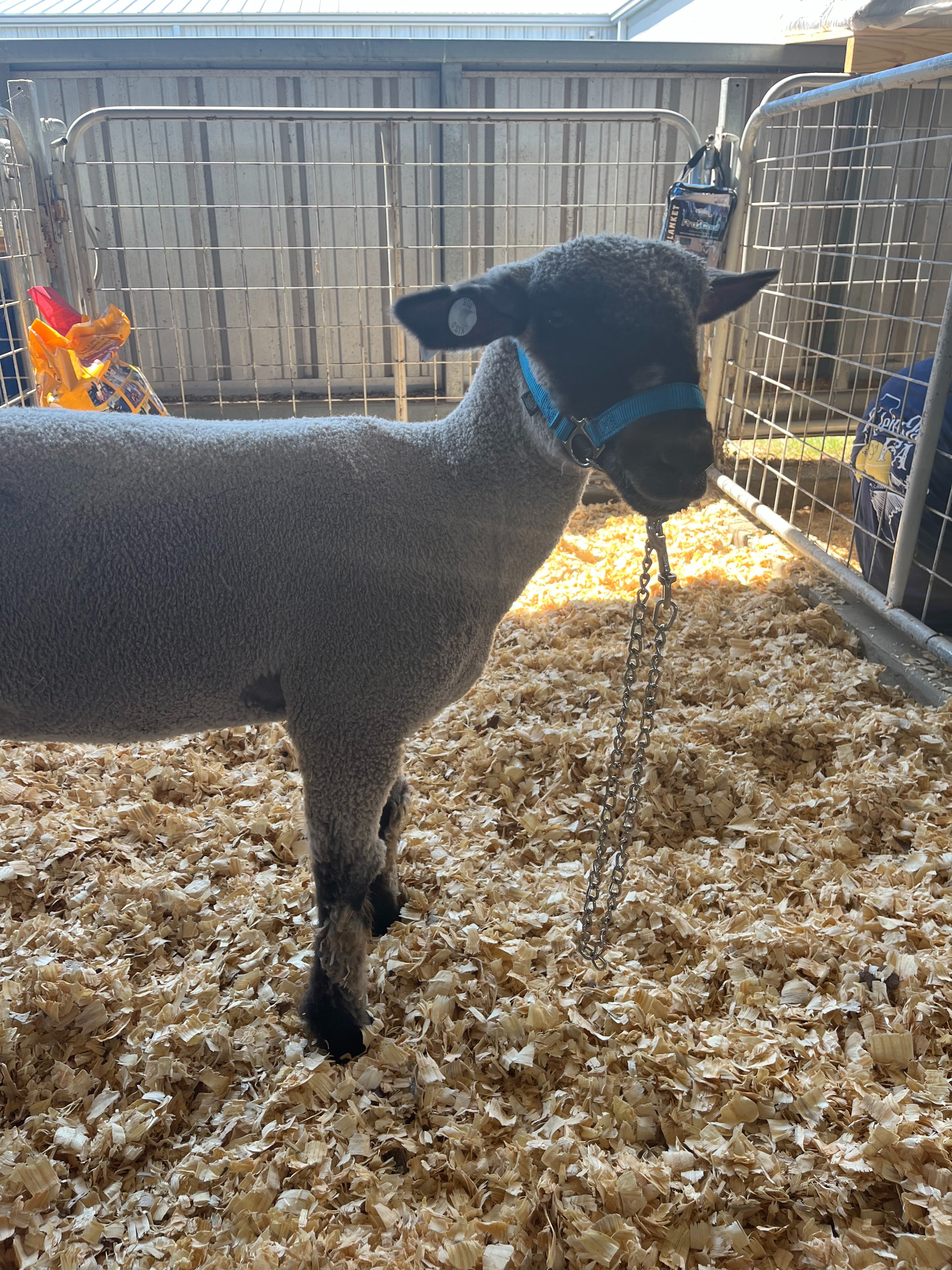 Help Ashlyn Raise Her FFA Lamb Louie to Success! campaign photo, 2 of 4