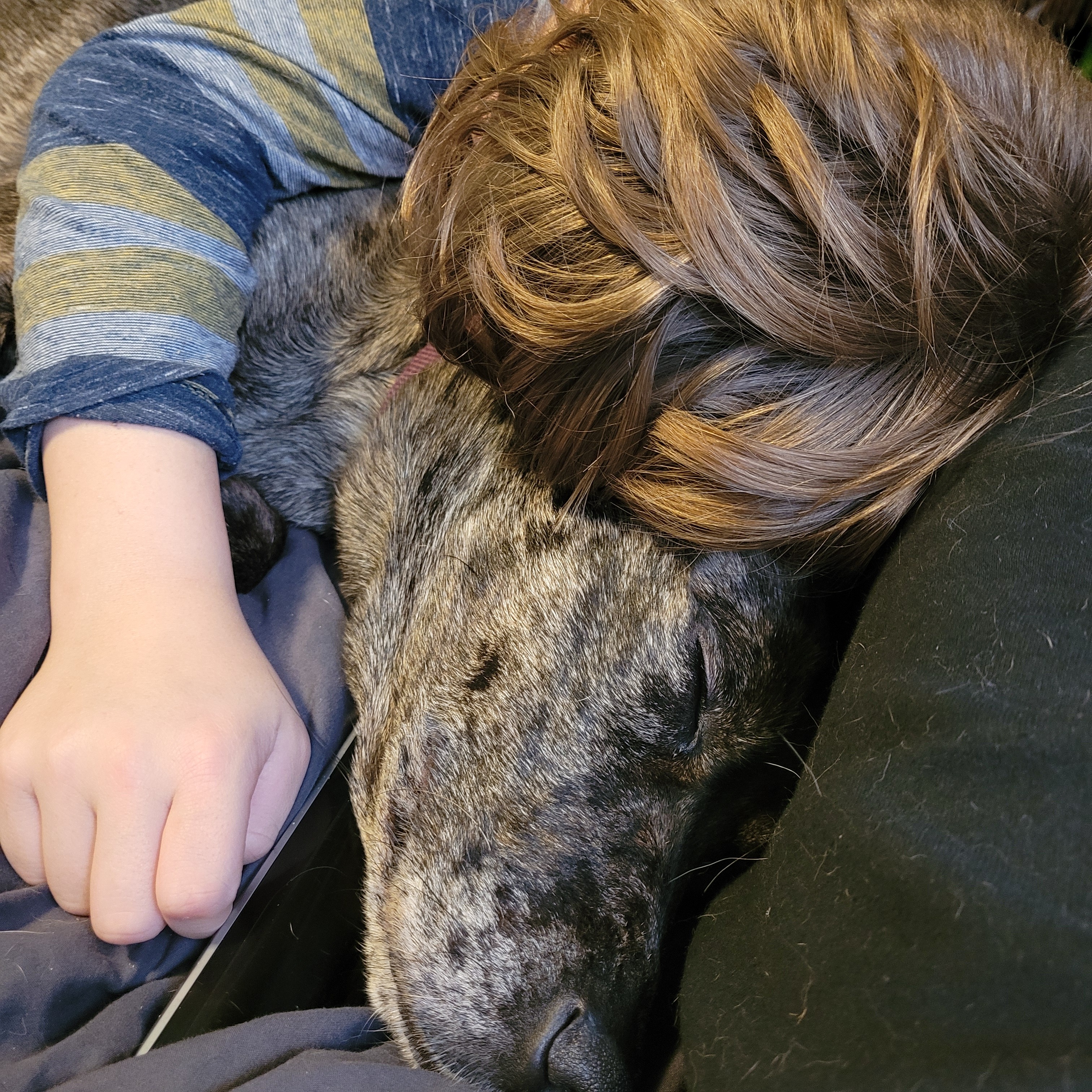 Emergency Life Saving Spay campaign photo, 5 of 7