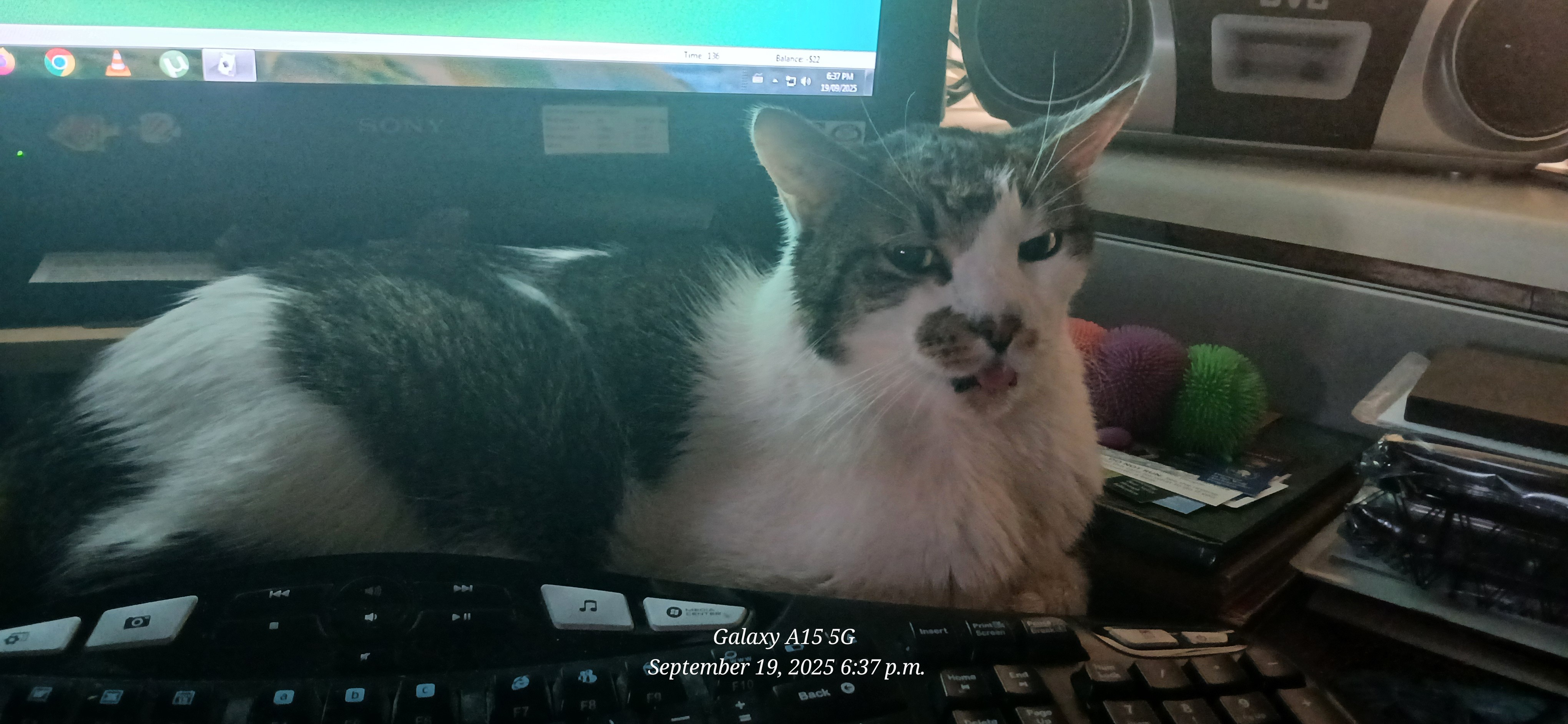 Frisky's cancer removal operation campaign photo, 2 of 4