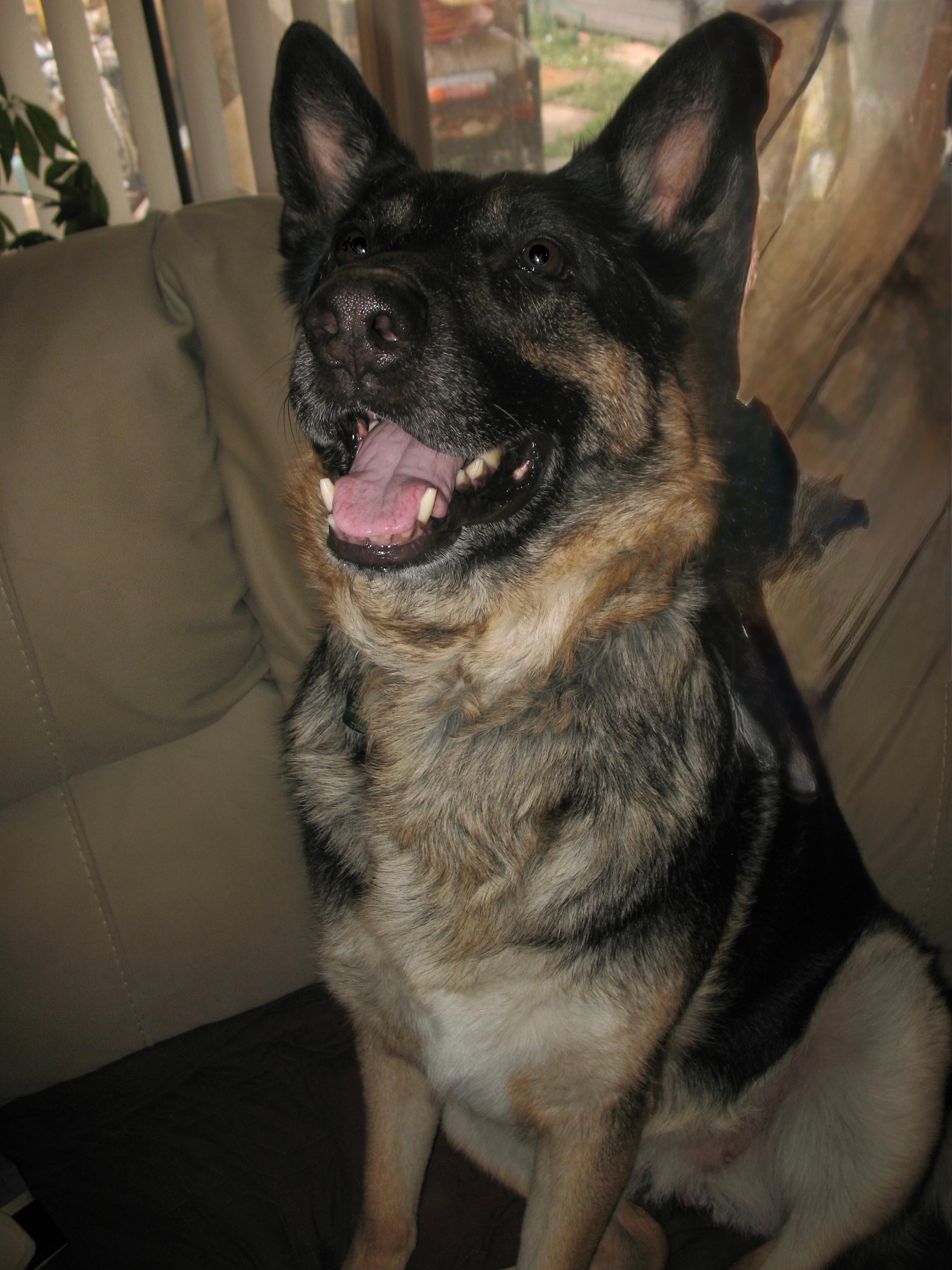 Support Espresso's Surgery and Recovery campaign photo, 4 of 8