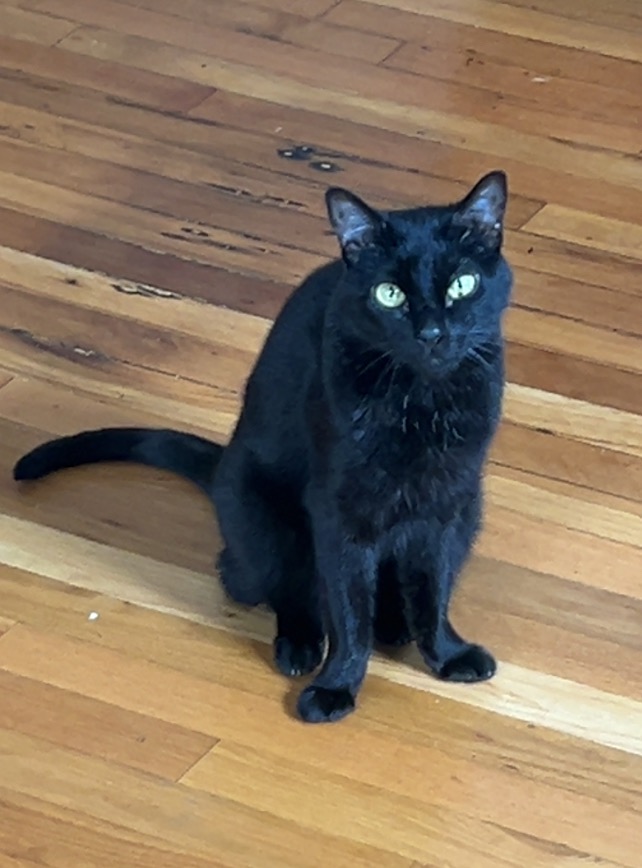 Save Pandora: Urgent Eye Cancer Surgery campaign photo, 2 of 8