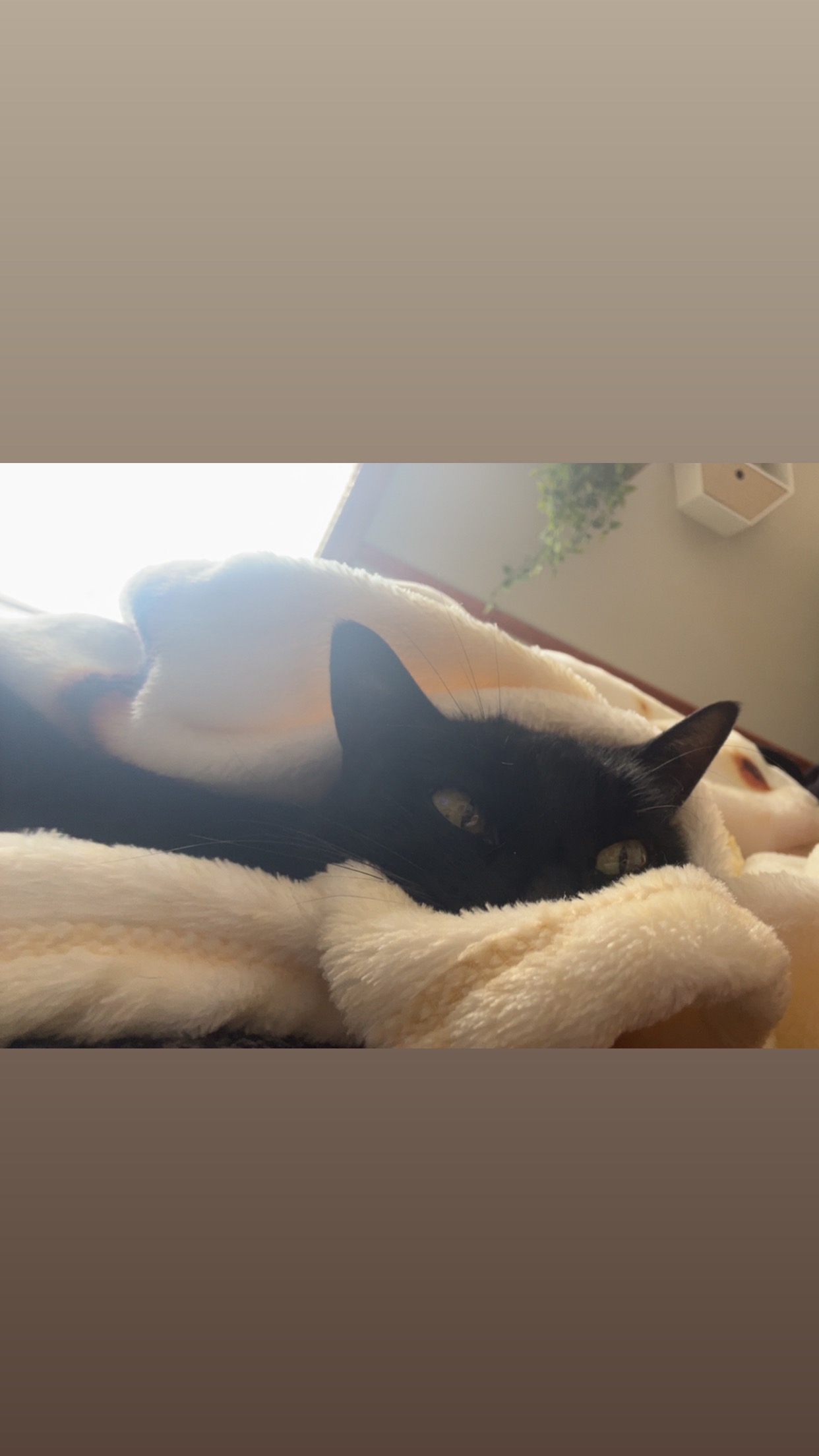 Save Pandora: Urgent Eye Cancer Surgery campaign photo, 5 of 8