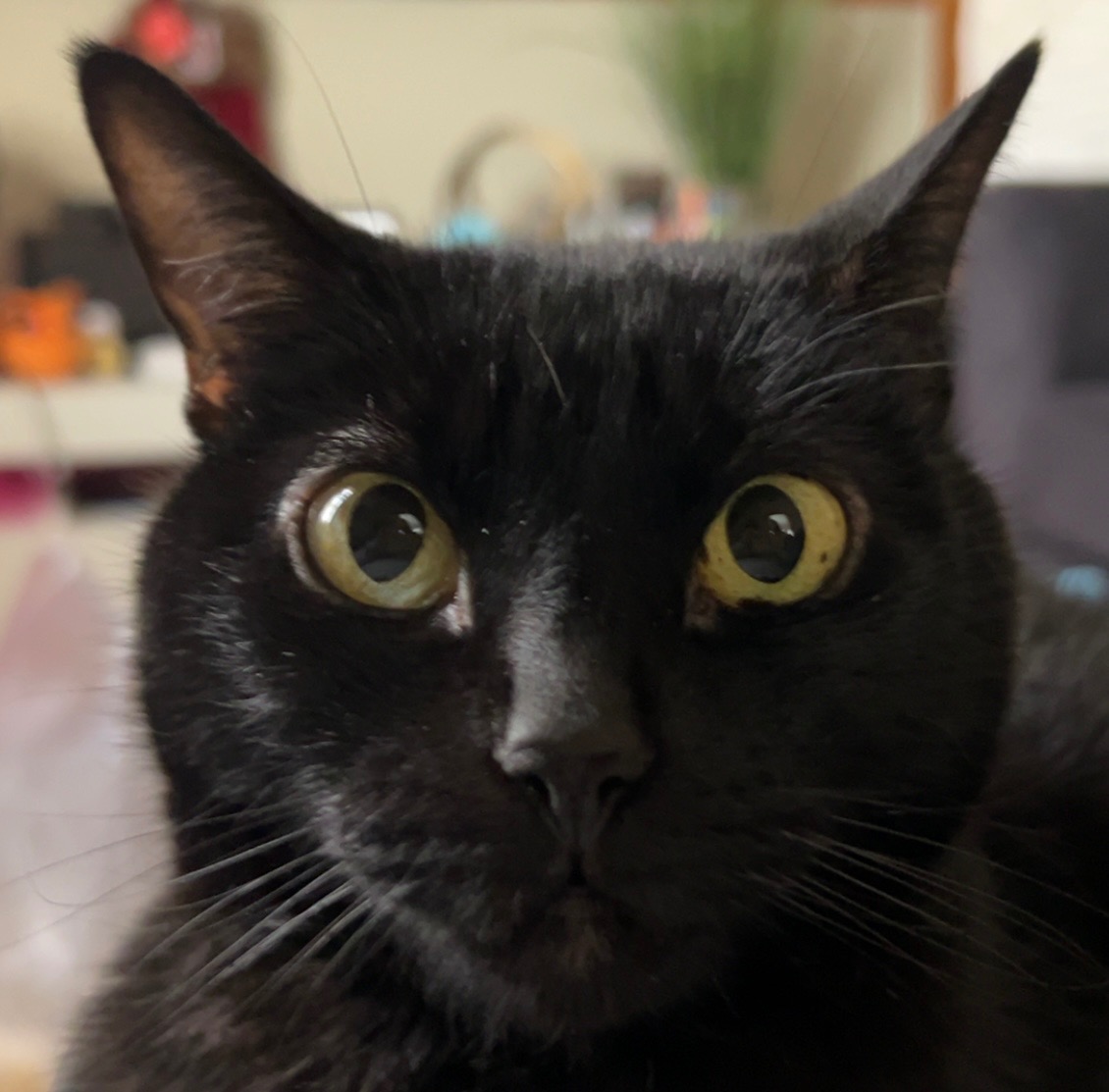 Save Pandora: Urgent Eye Cancer Surgery campaign photo, 4 of 8