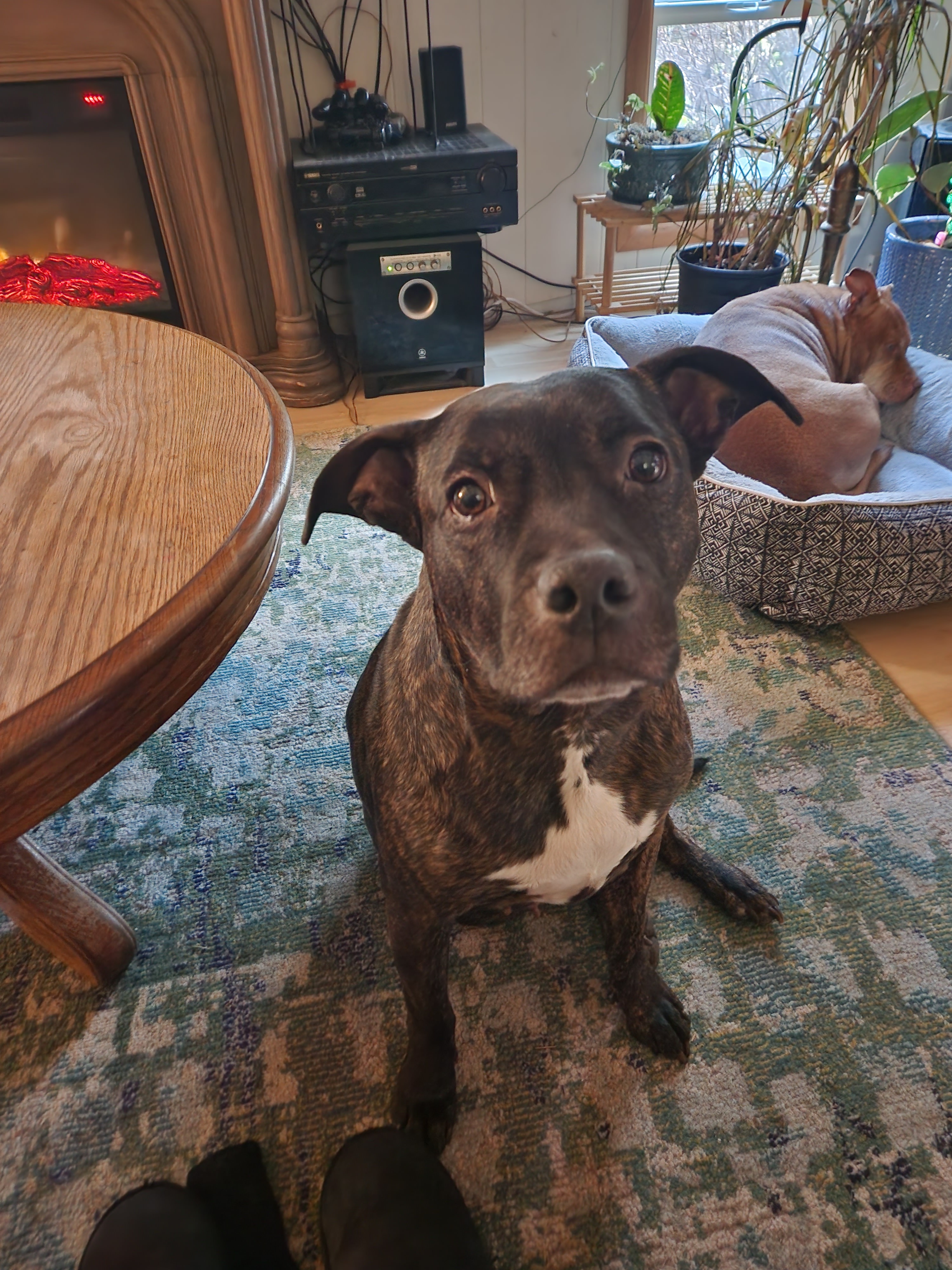 Support Minnie's Urgent Surgery Needs campaign photo, 2 of 4