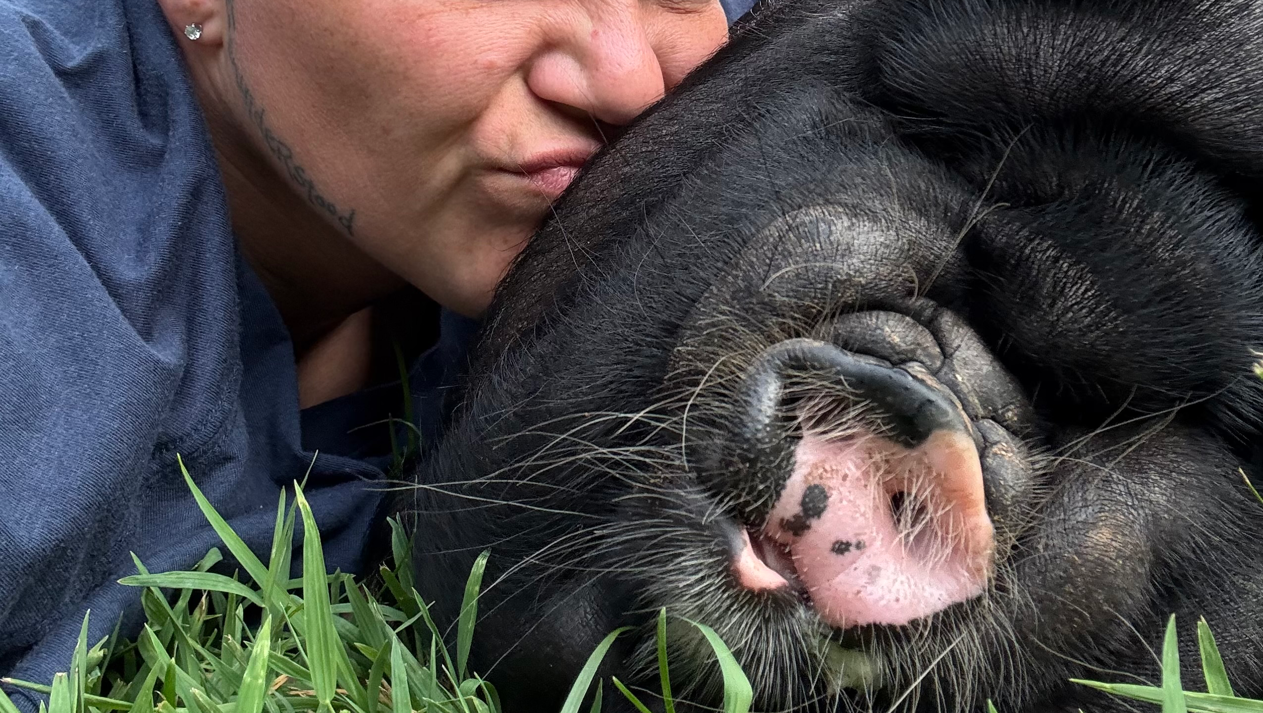 Help keep my animals SAFE and Healthy! photo