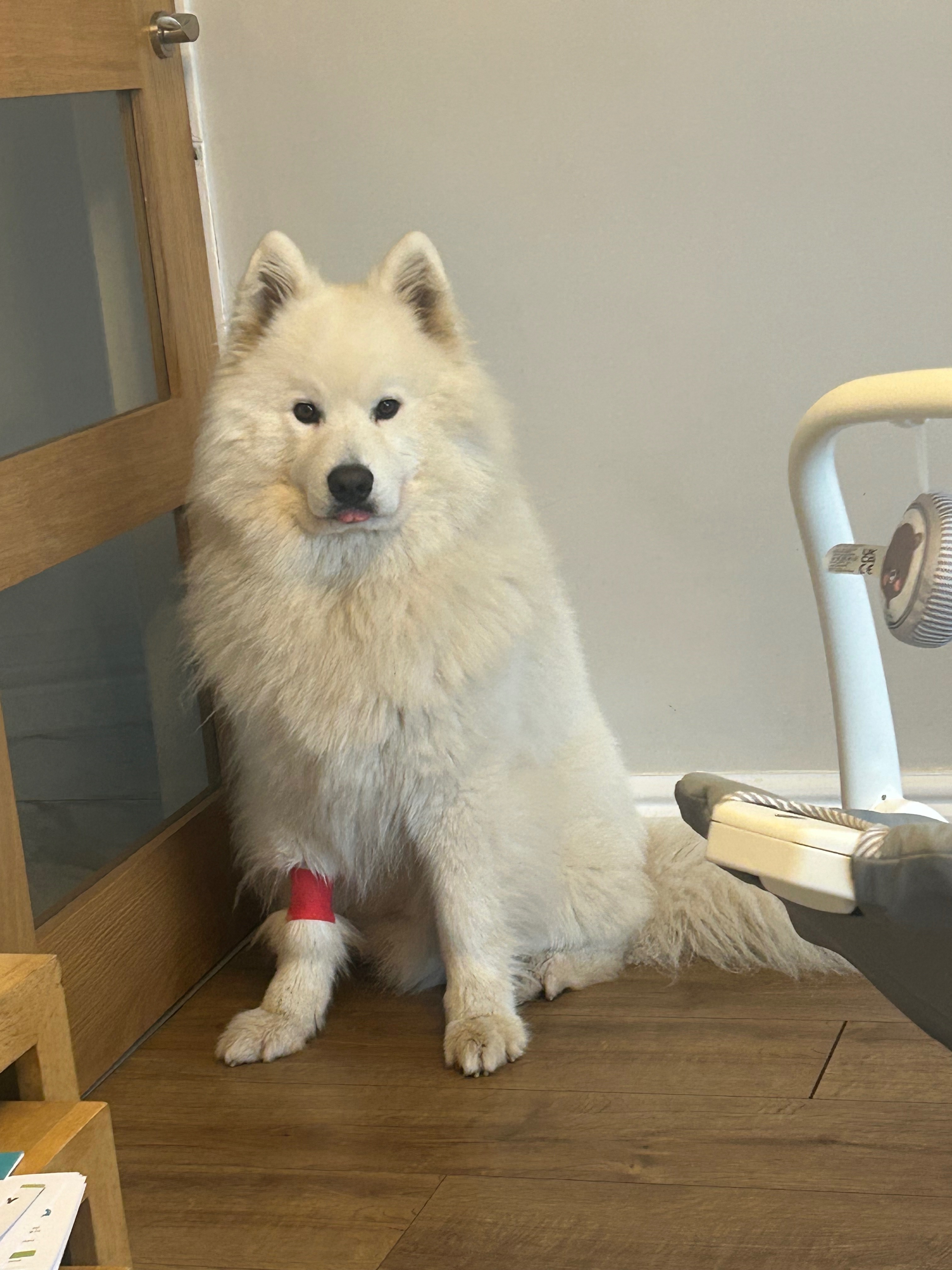 Help Storm to Walk Again – Life-saving hip surgery needed campaign photo, 6 of 7