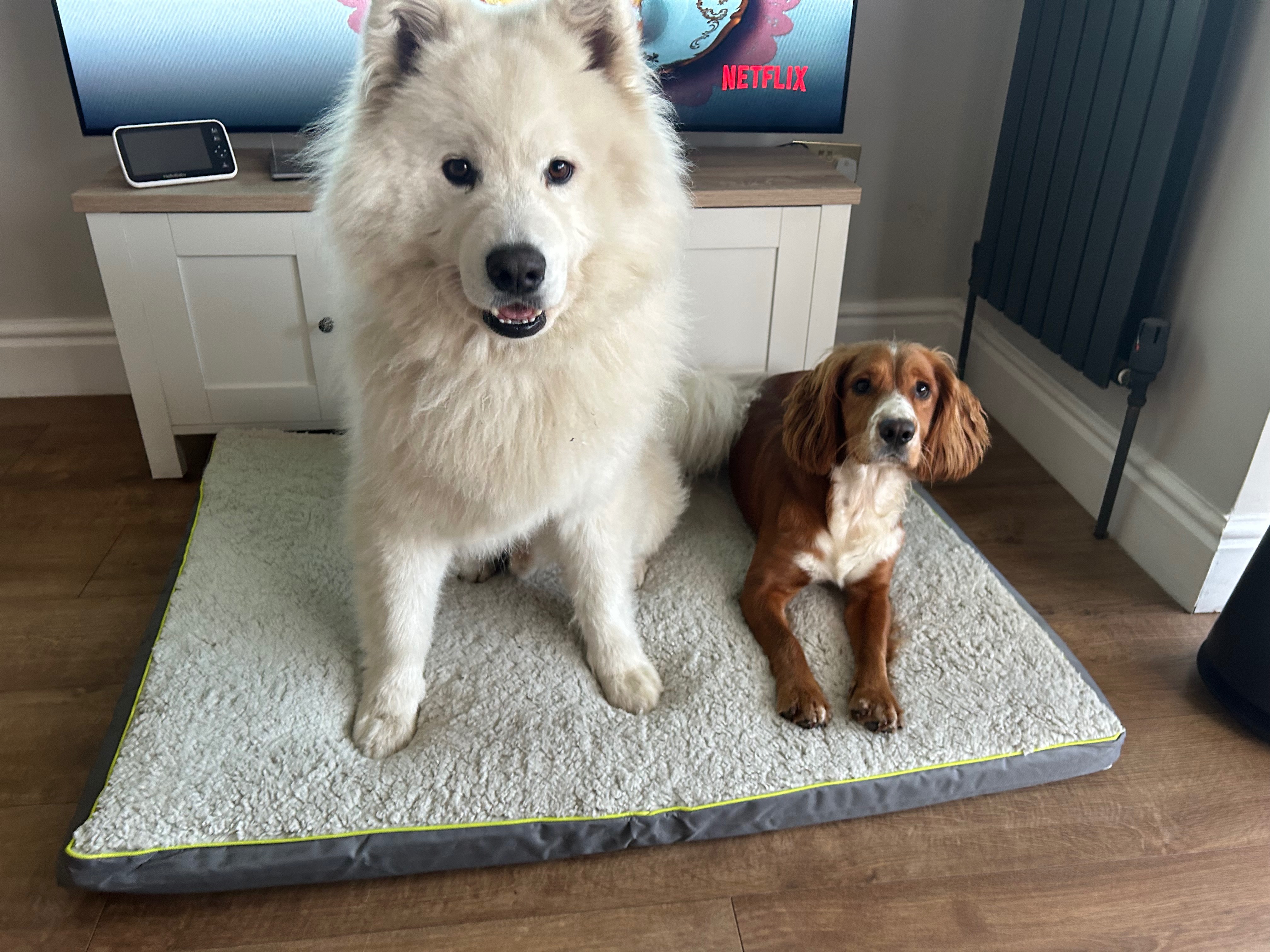Help Storm to Walk Again – Life-saving hip surgery needed campaign photo, 2 of 7