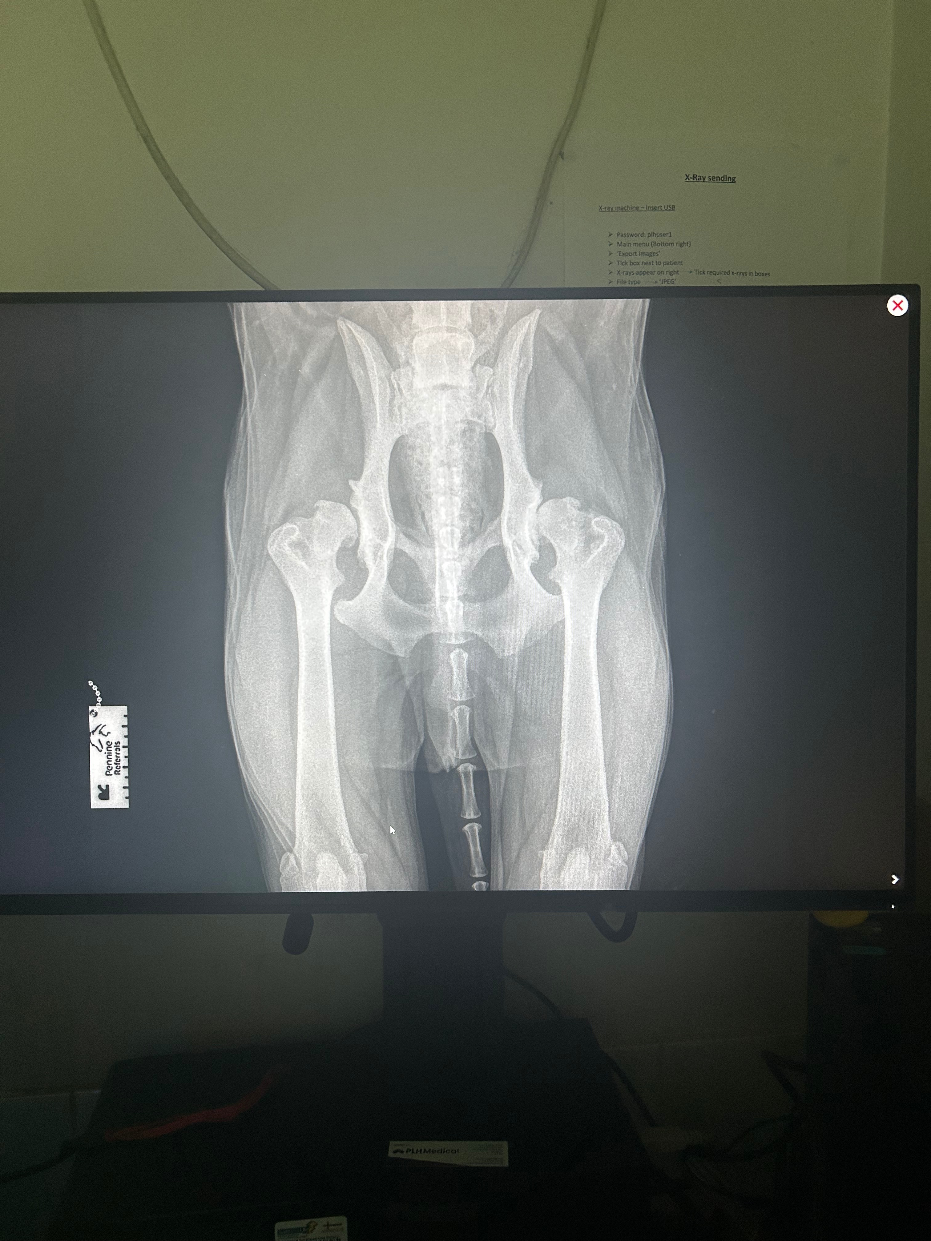 Help Storm to Walk Again – Life-saving hip surgery needed campaign photo, 5 of 7