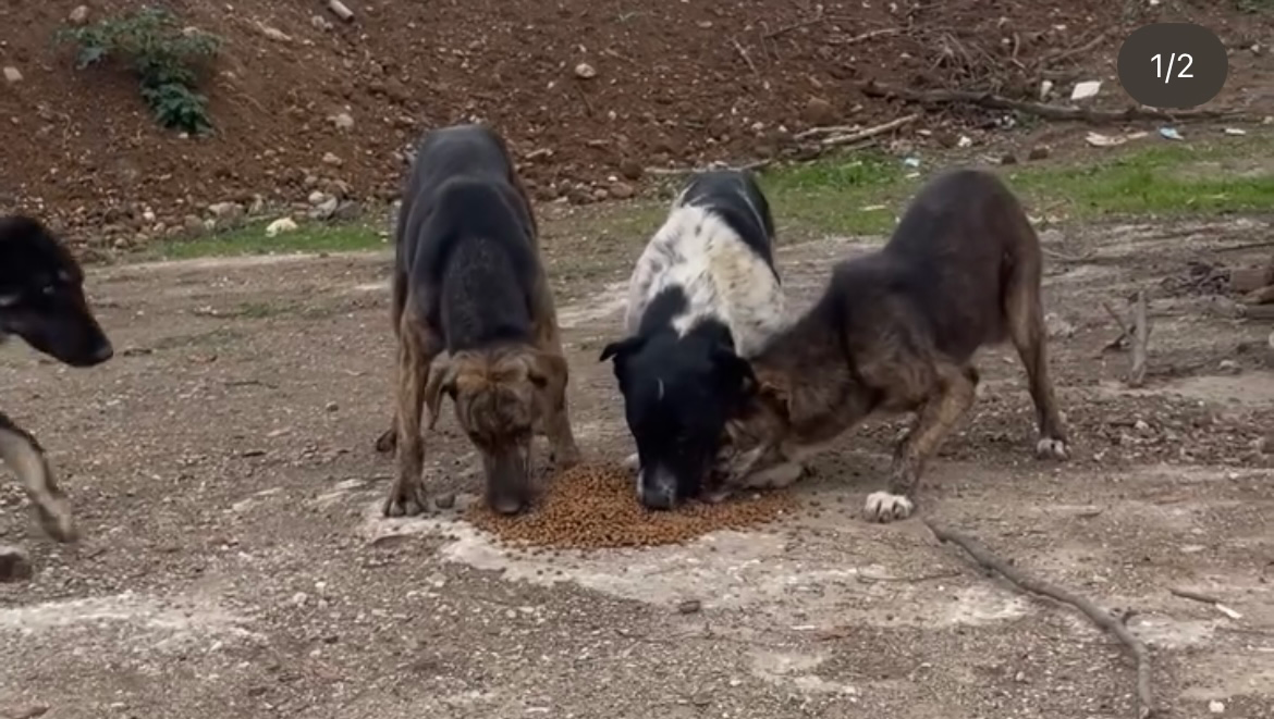 Bitte unterstützt die Straßenhunde in der Türkei. photo