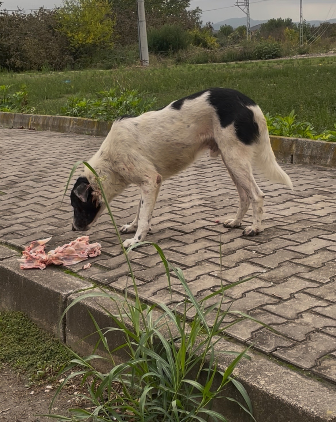 Bitte unterstützt die Straßenhunde in der Türkei. campaign photo, 7 of 8