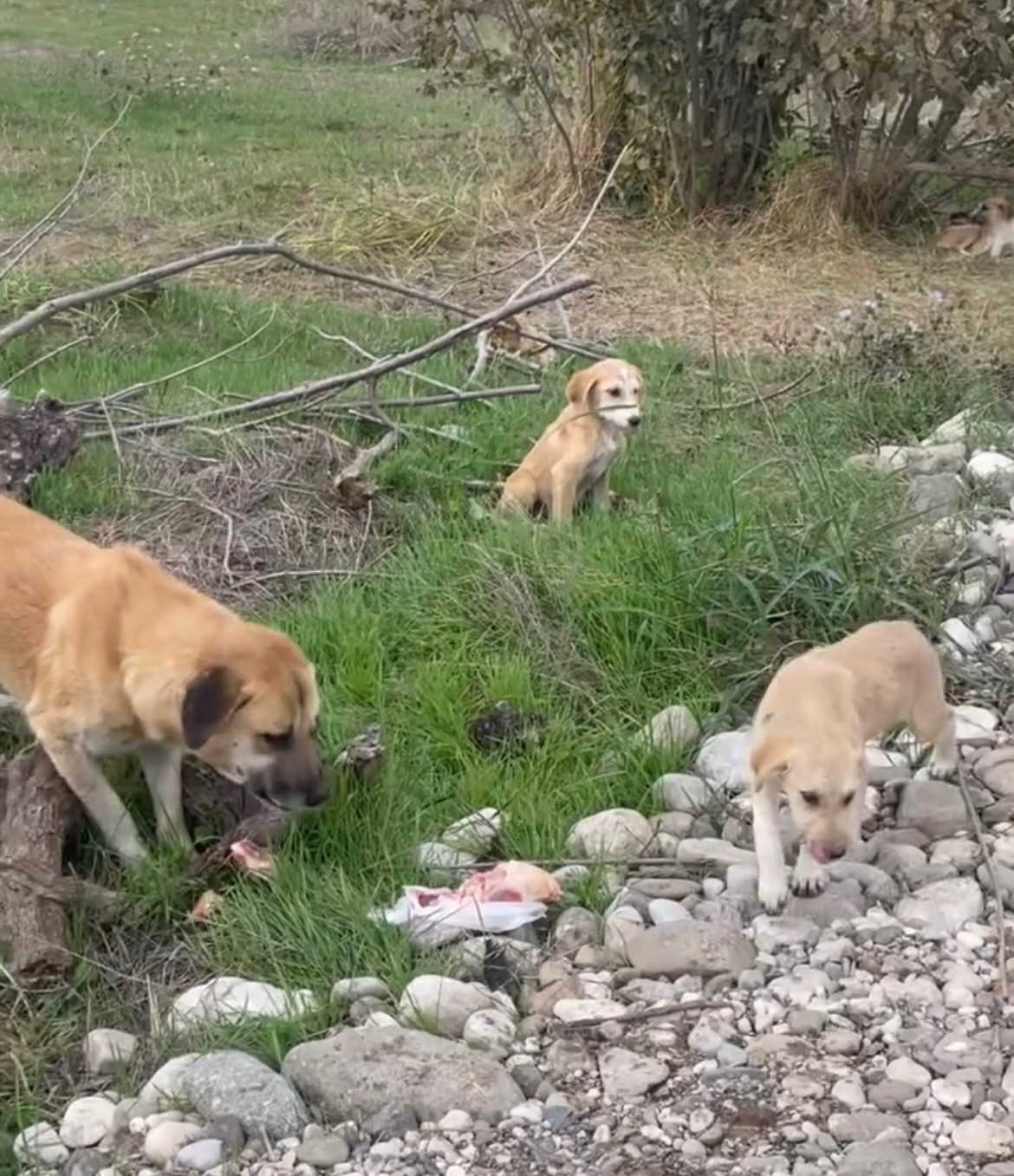 Bitte unterstützt die Straßenhunde in der Türkei. campaign photo, 2 of 8
