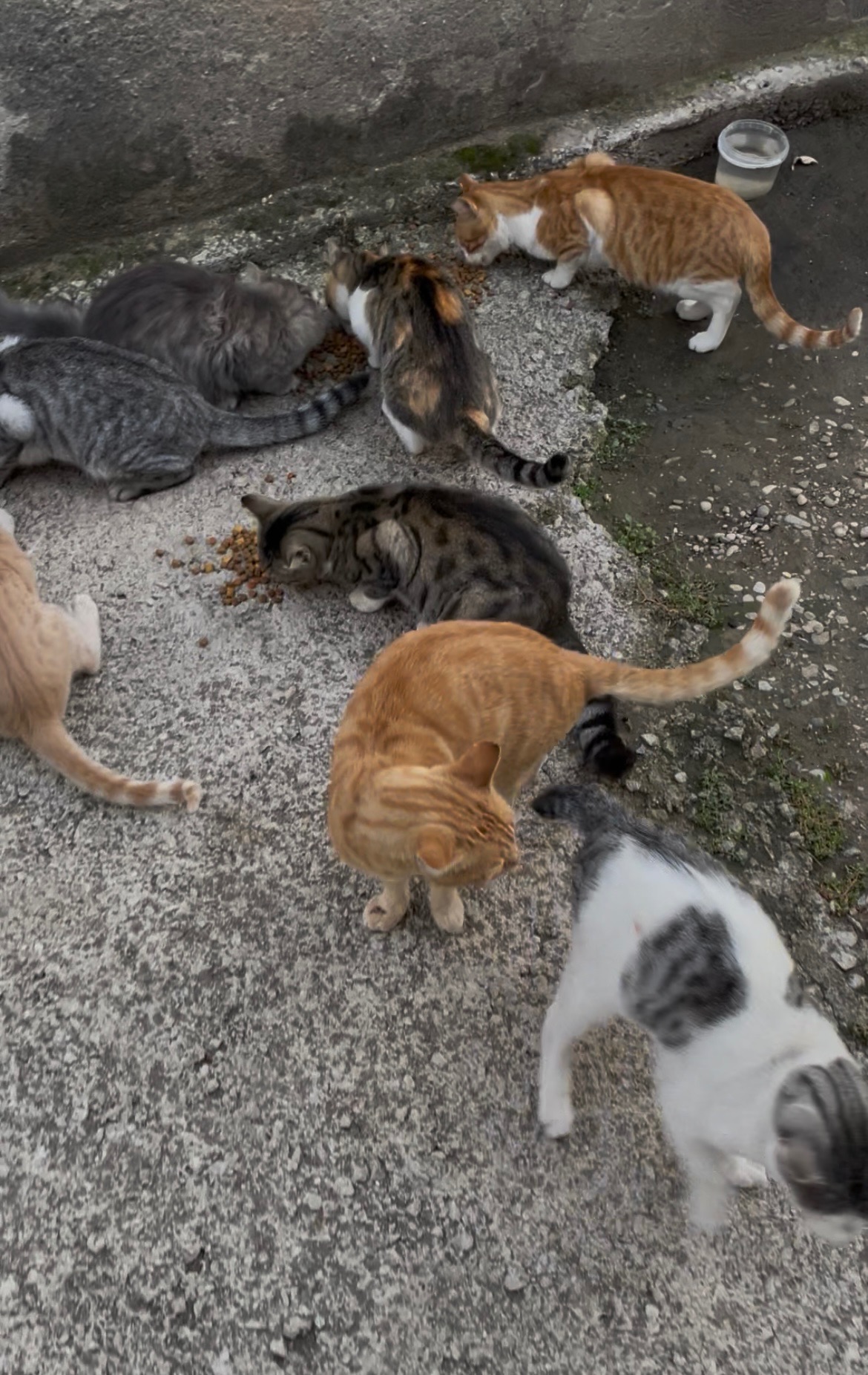 Bitte unterstützt die Straßenhunde in der Türkei. campaign photo, 4 of 8