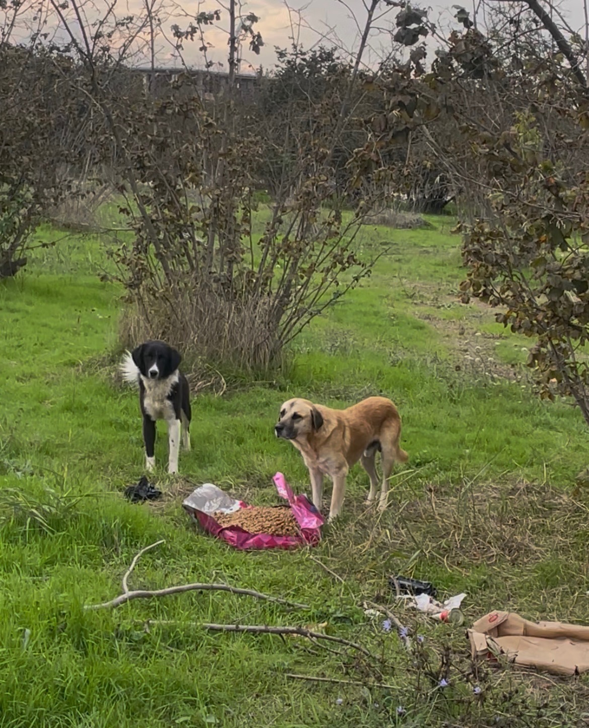 Bitte unterstützt die Straßenhunde in der Türkei. campaign photo, 5 of 8