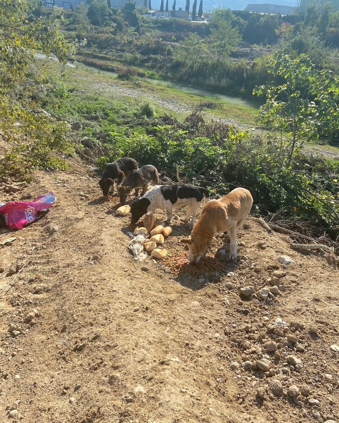 Bitte unterstützt die Straßenhunde in der Türkei. campaign photo, 6 of 8