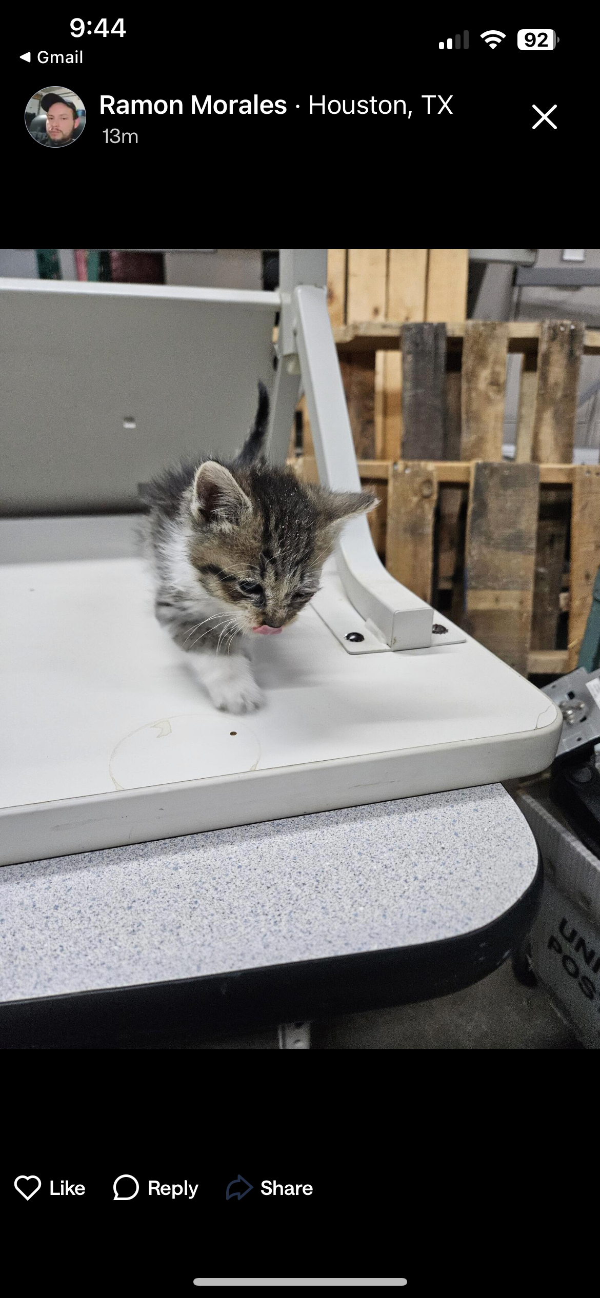 Help Save This Kitten's Eye and Health campaign photo, 2 of 7
