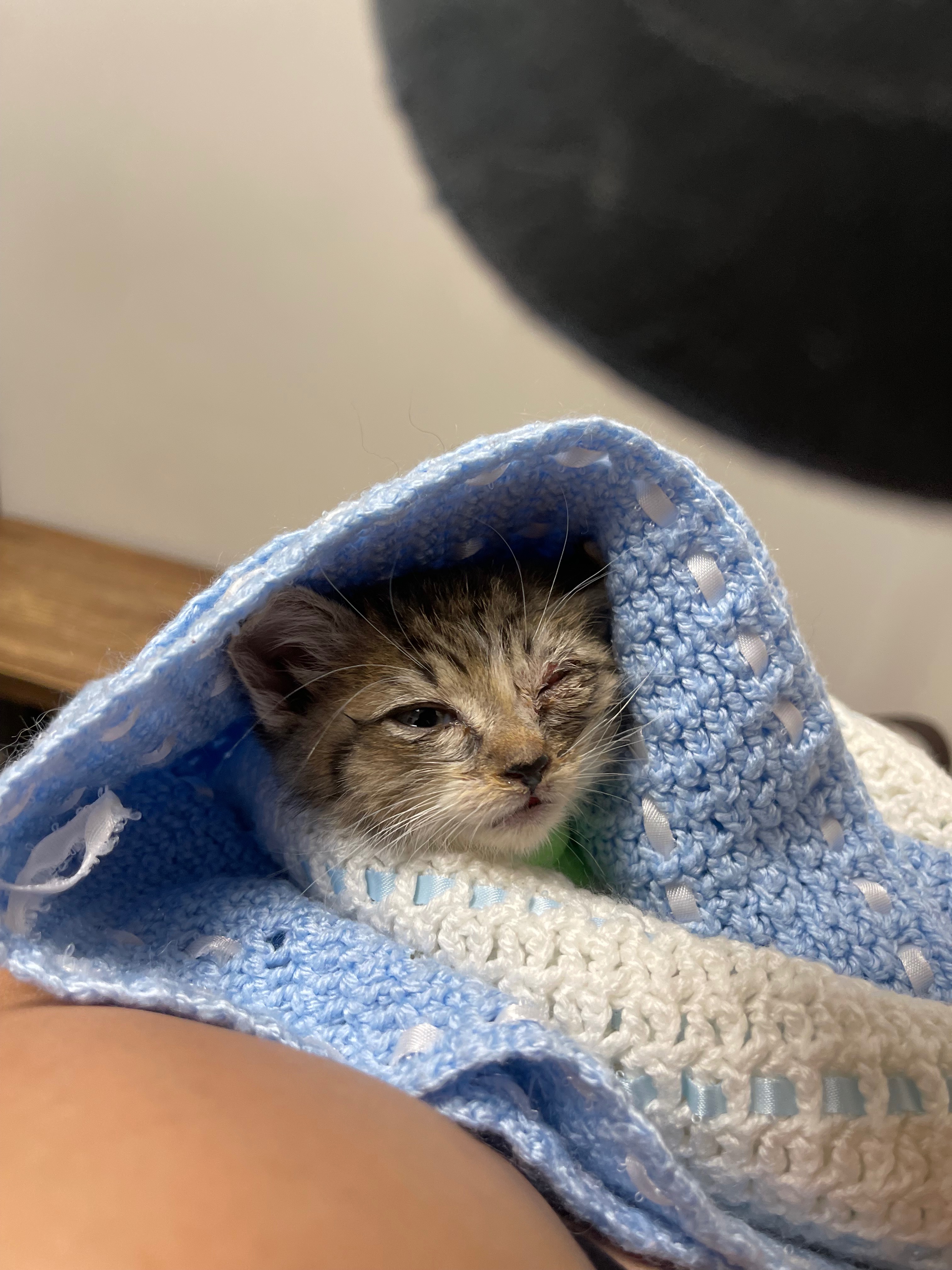 Help Save This Kitten's Eye and Health campaign photo, 4 of 7
