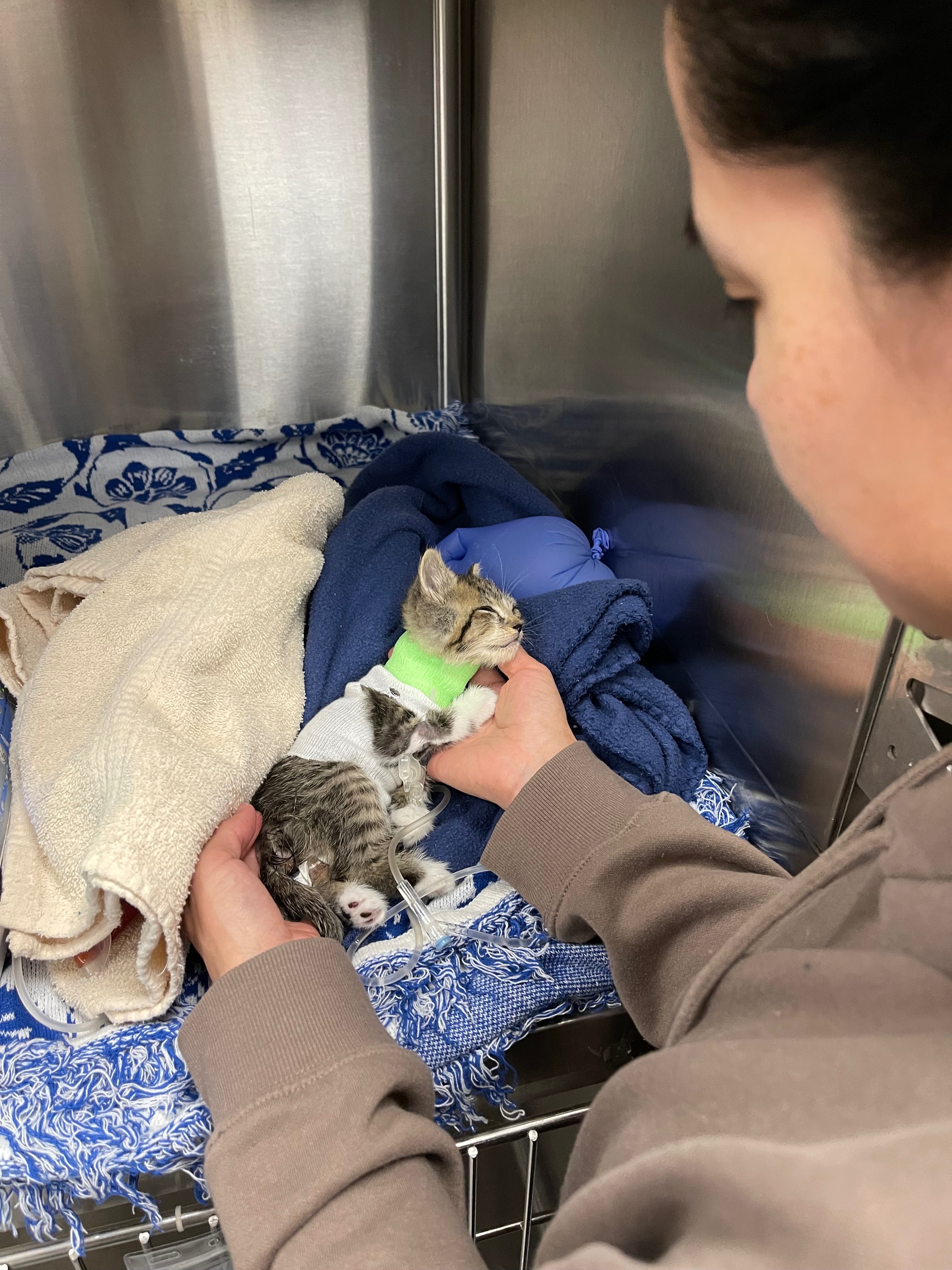 Help Save This Kitten's Eye and Health campaign photo, 5 of 7