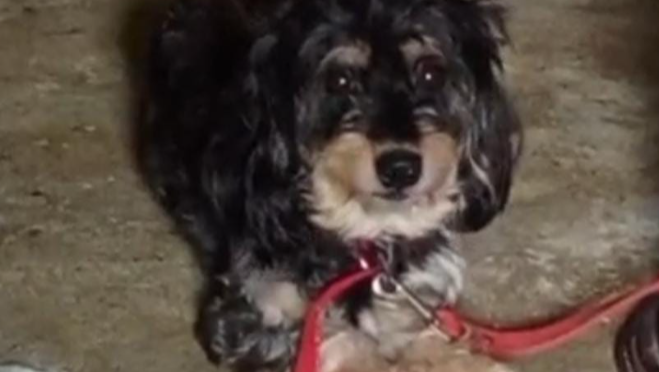 ¡SALVEMOS A  MI PERRITA Danima  ! photo