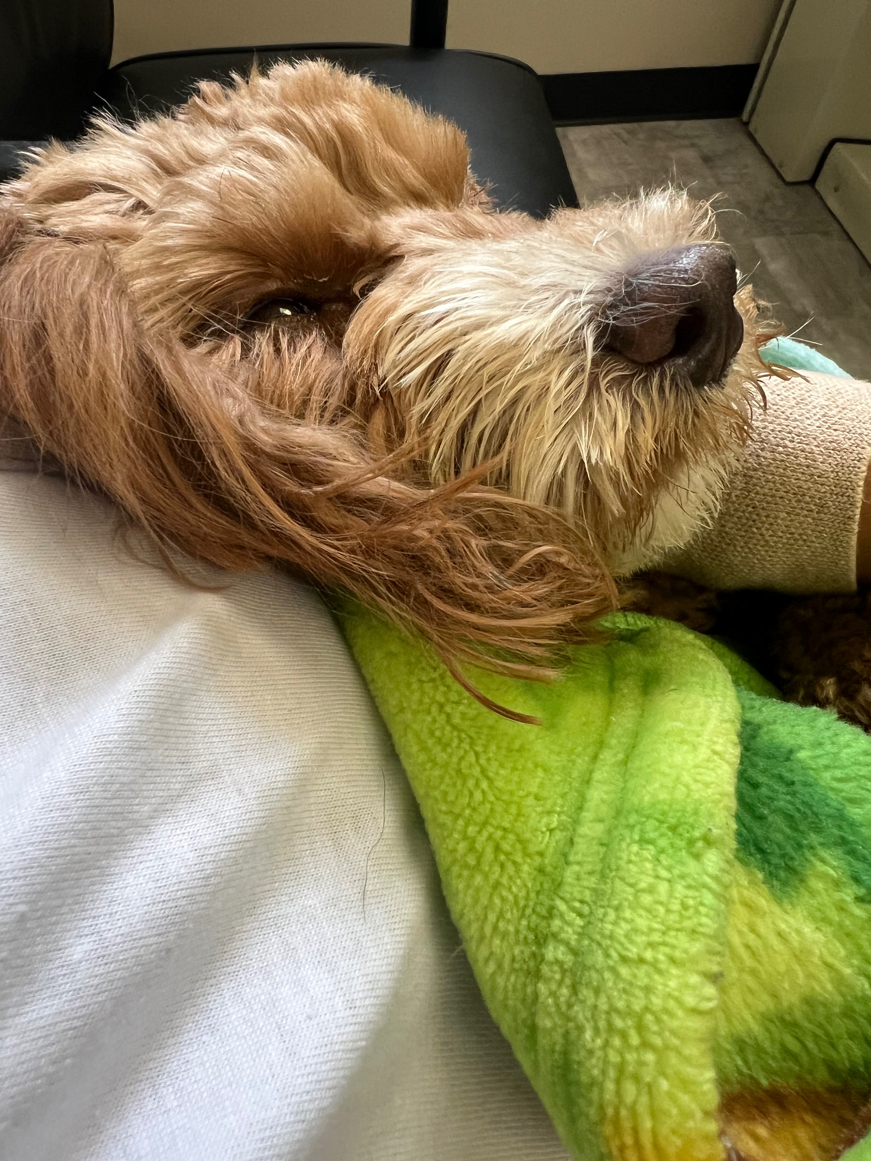 Help Joy Overcome Her Liver Shunt Battle campaign photo, 2 of 7