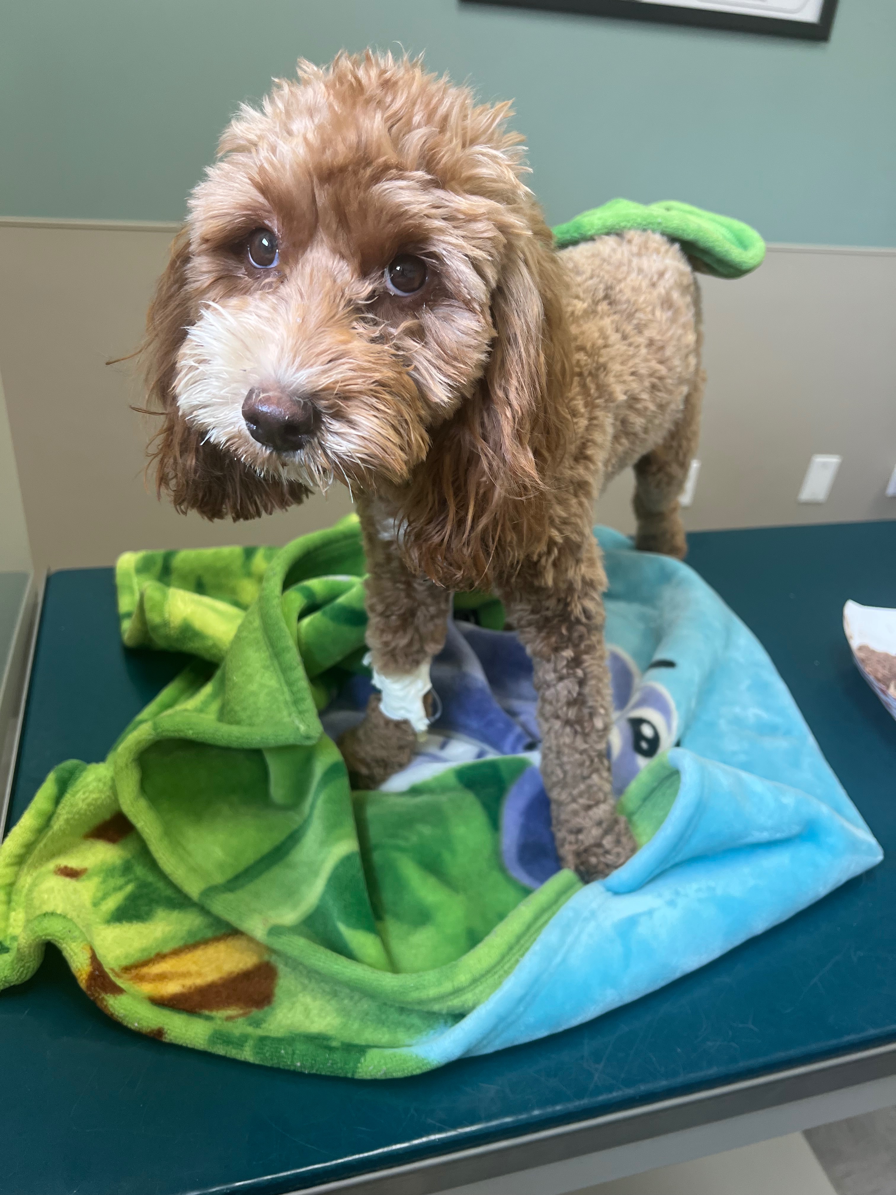 Help Joy Overcome Her Liver Shunt Battle campaign photo, 4 of 7