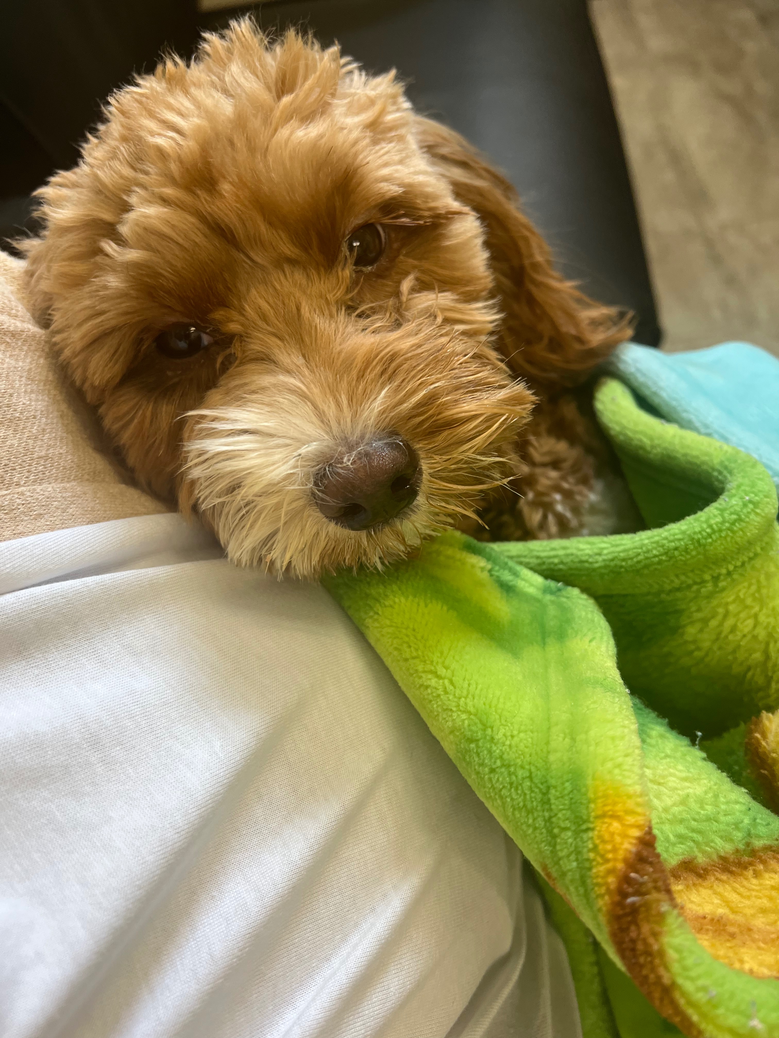 Help Joy Overcome Her Liver Shunt Battle campaign photo, 5 of 7
