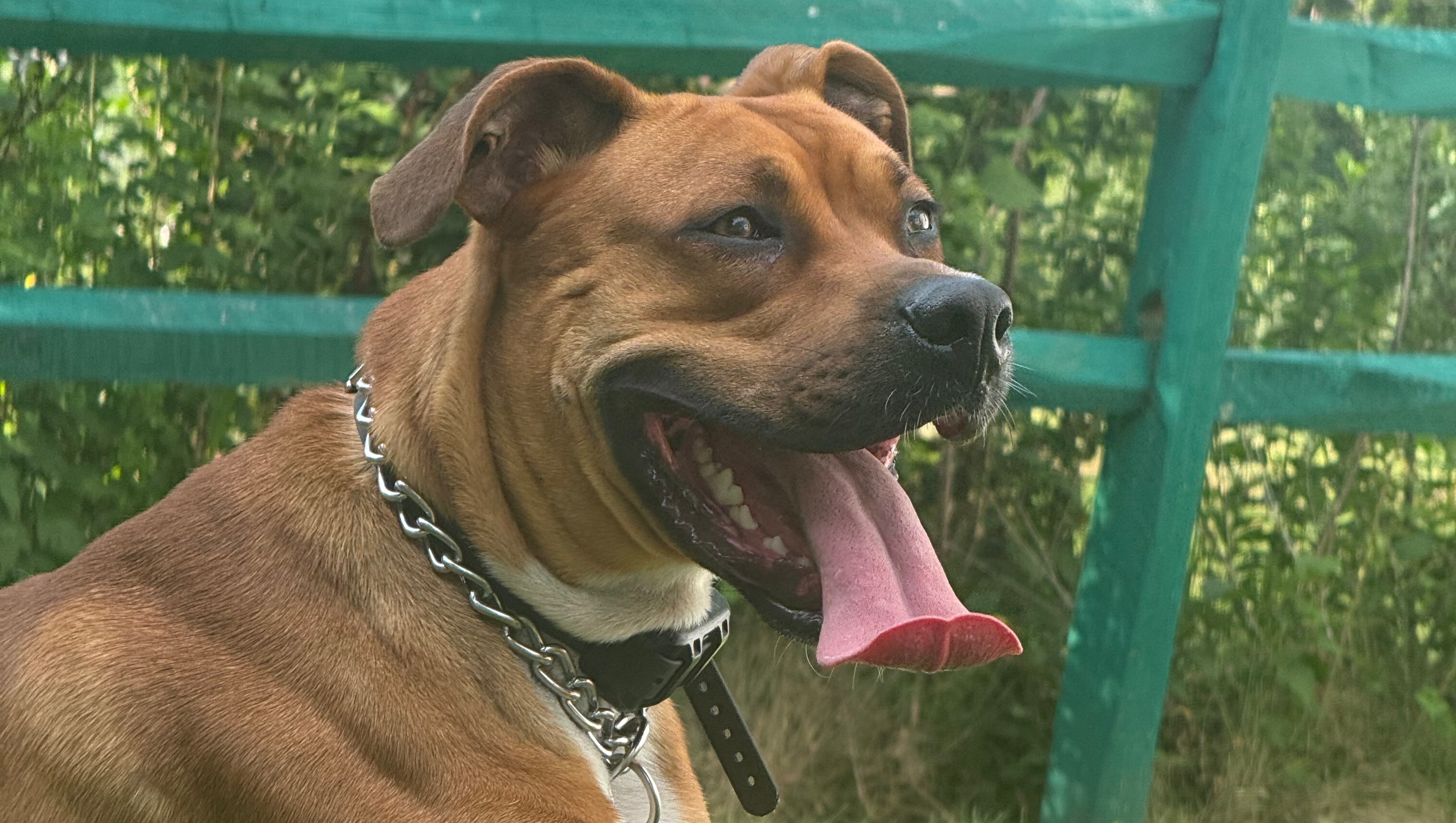 Save Zion’s Life - Emergency Vet Care