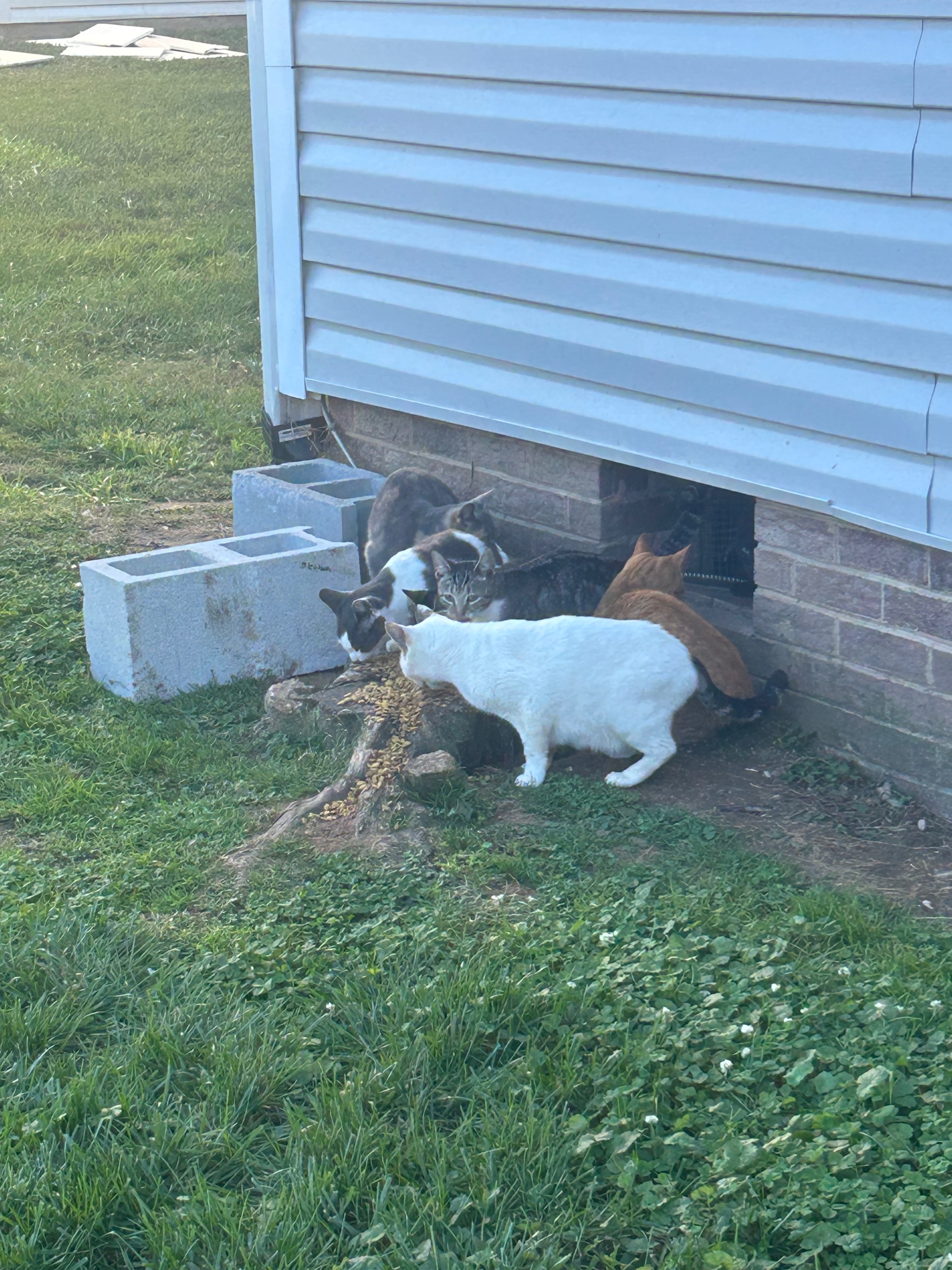 Building feral colony Shelter- campaign photo, 5 of 8