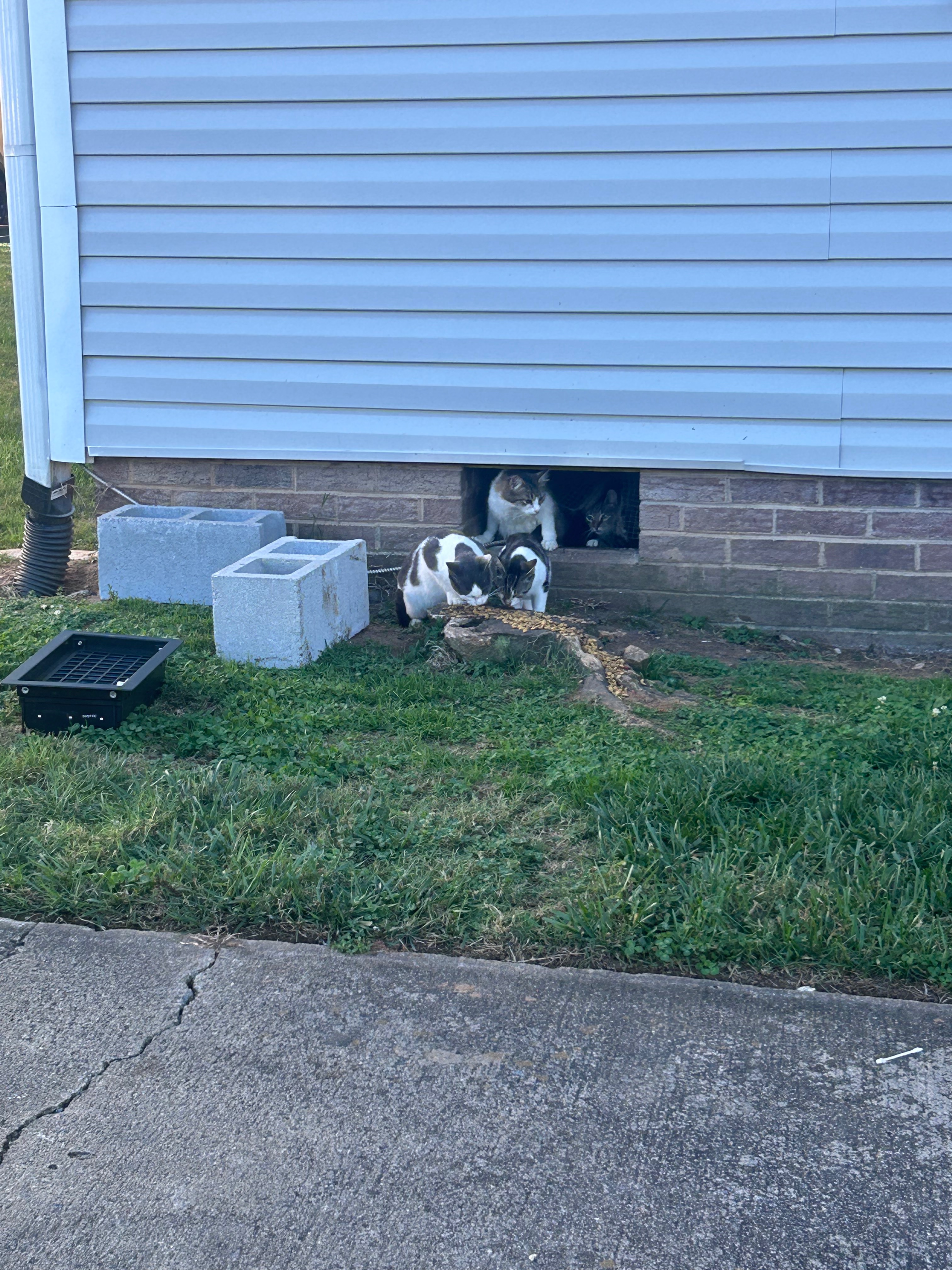Building feral colony Shelter- campaign photo, 6 of 8